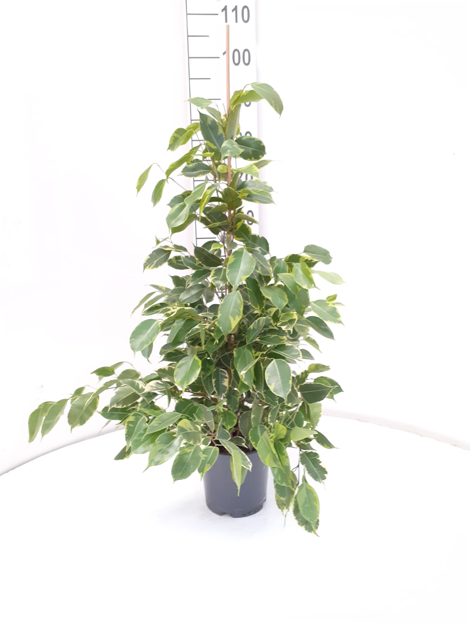 FICUS GOLDEN KING C 17 0.90 M