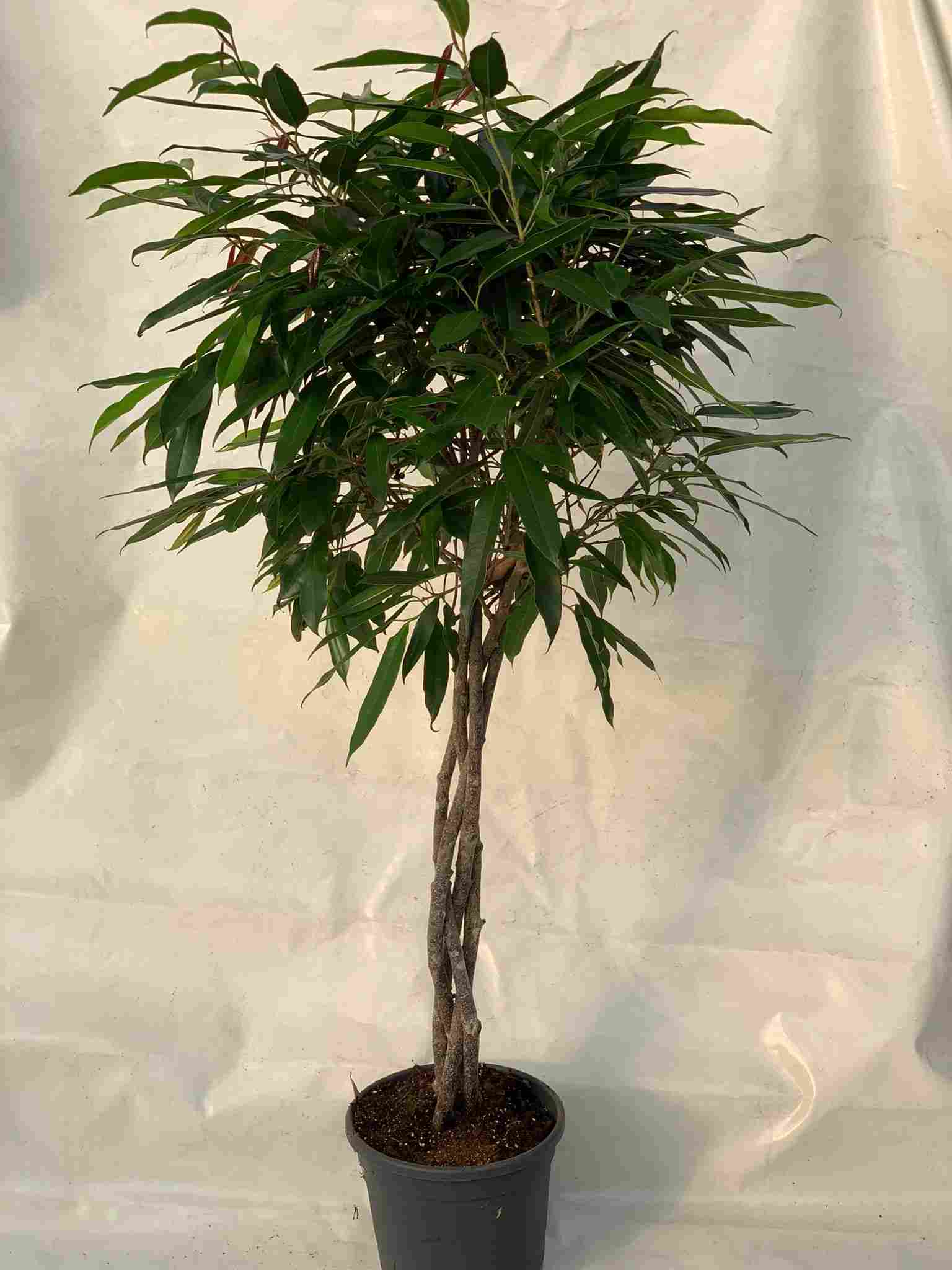 FICUS AMSTEL KING TRENZADO C 30