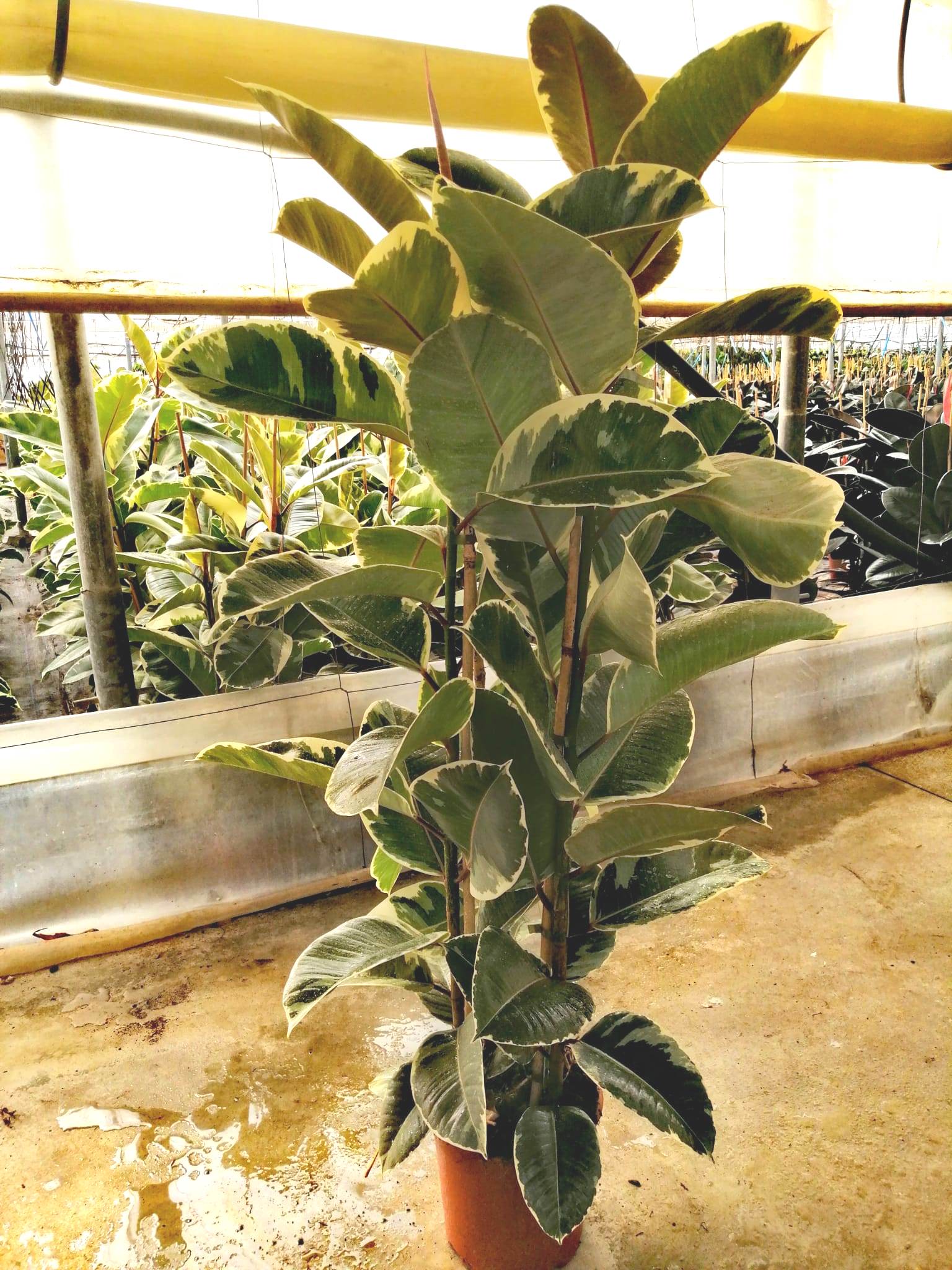 FICUS TINEKE C 22 1.50 M 2 CAÑAS