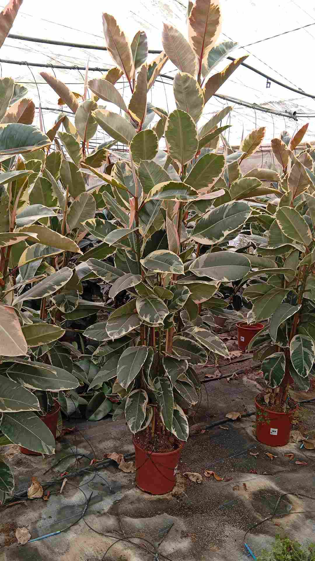 FICUS TINEKE C 22 1.80 M 2 CAÑAS