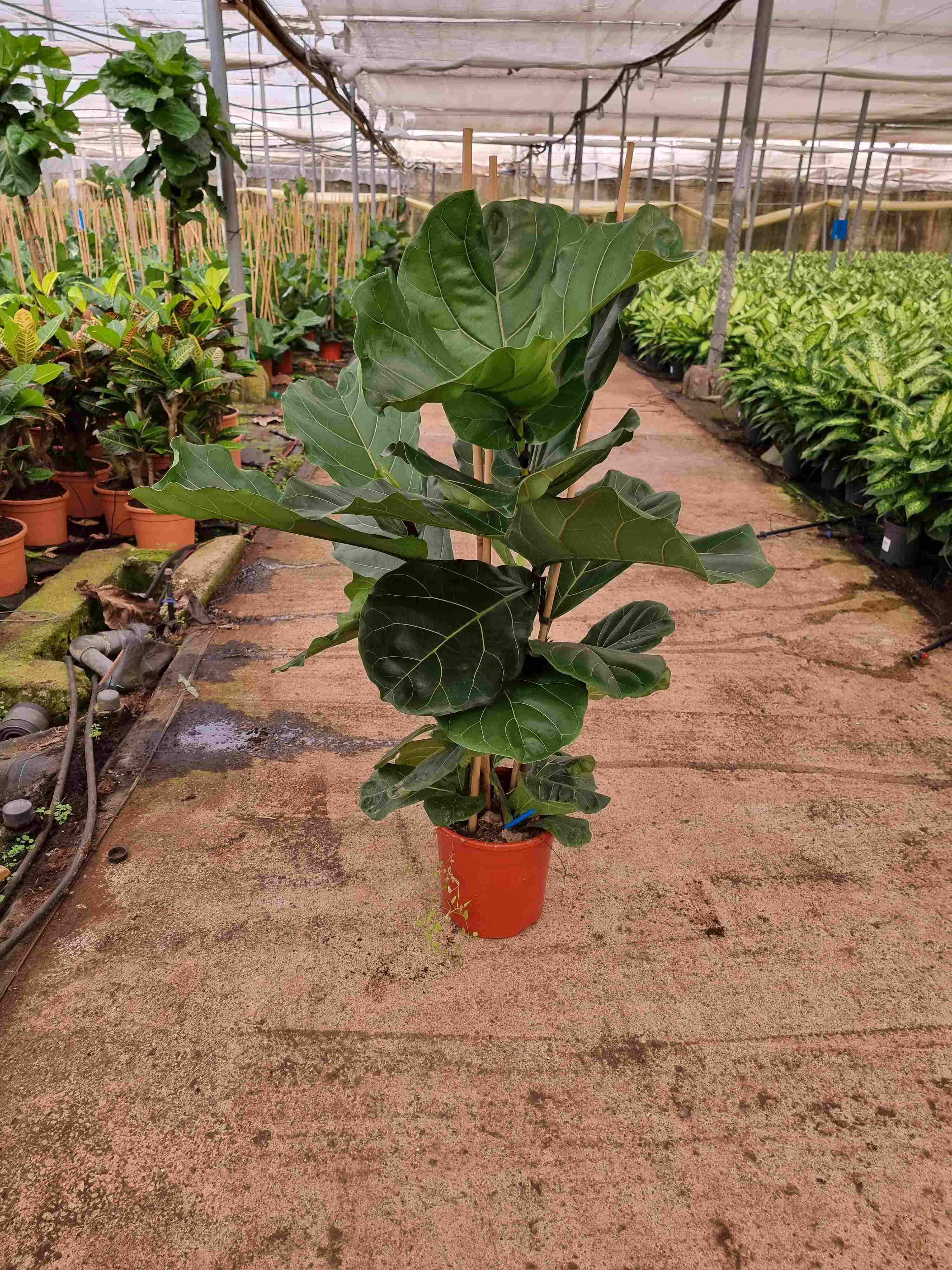 FICUS LYRATA C 22 1.20 M 3 PLANTAS