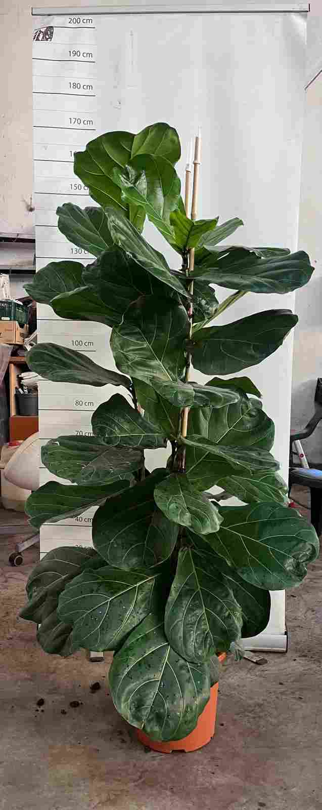 FICUS LYRATA C 30 3 PLANTAS 1.50 M