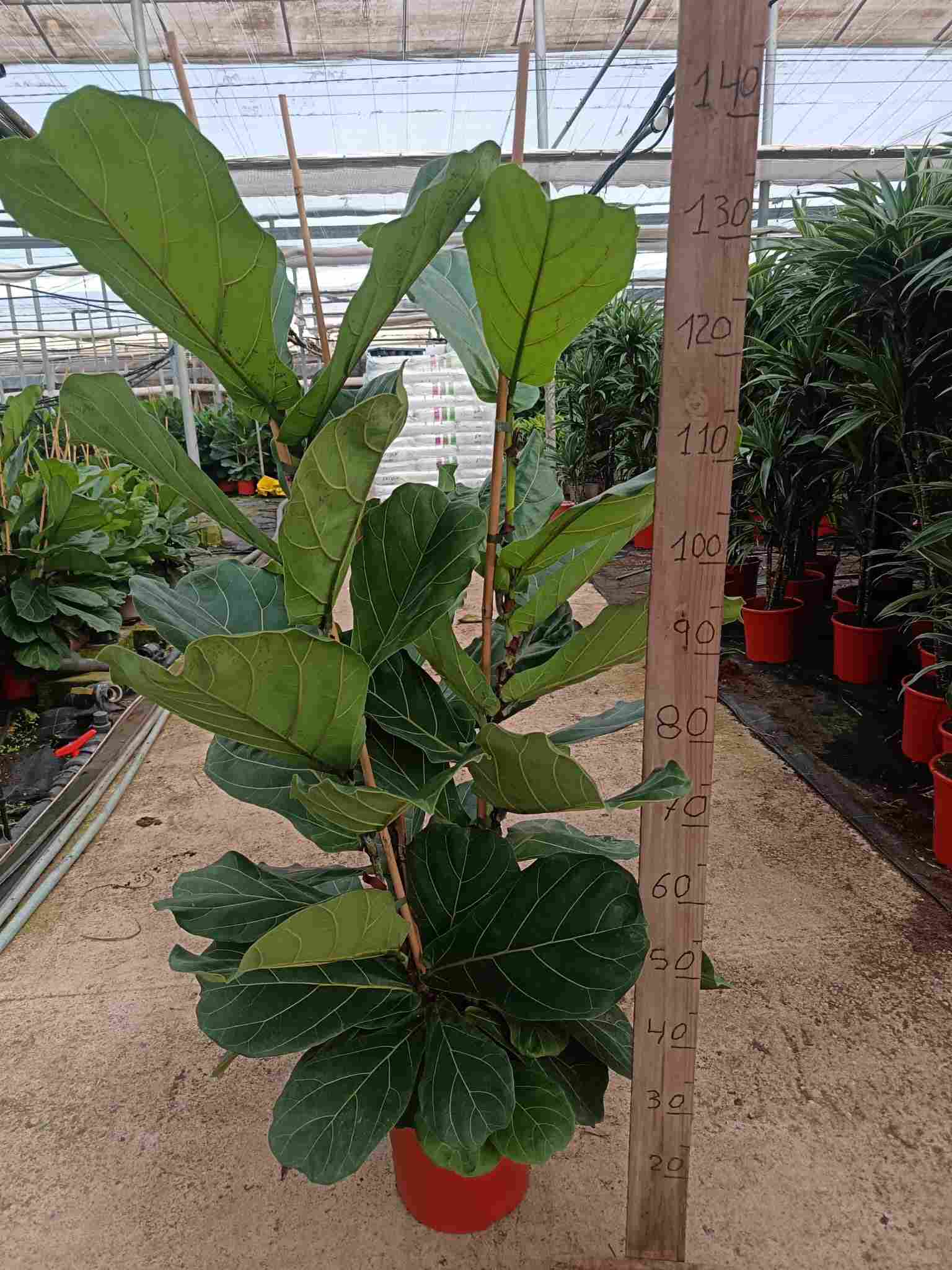 FICUS LYRATA C 25 1.50 M 3 CAÑAS