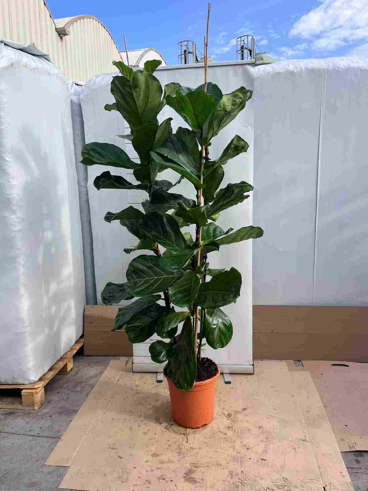 FICUS LYRATA C 35 1.80 M 3 CAÑAS