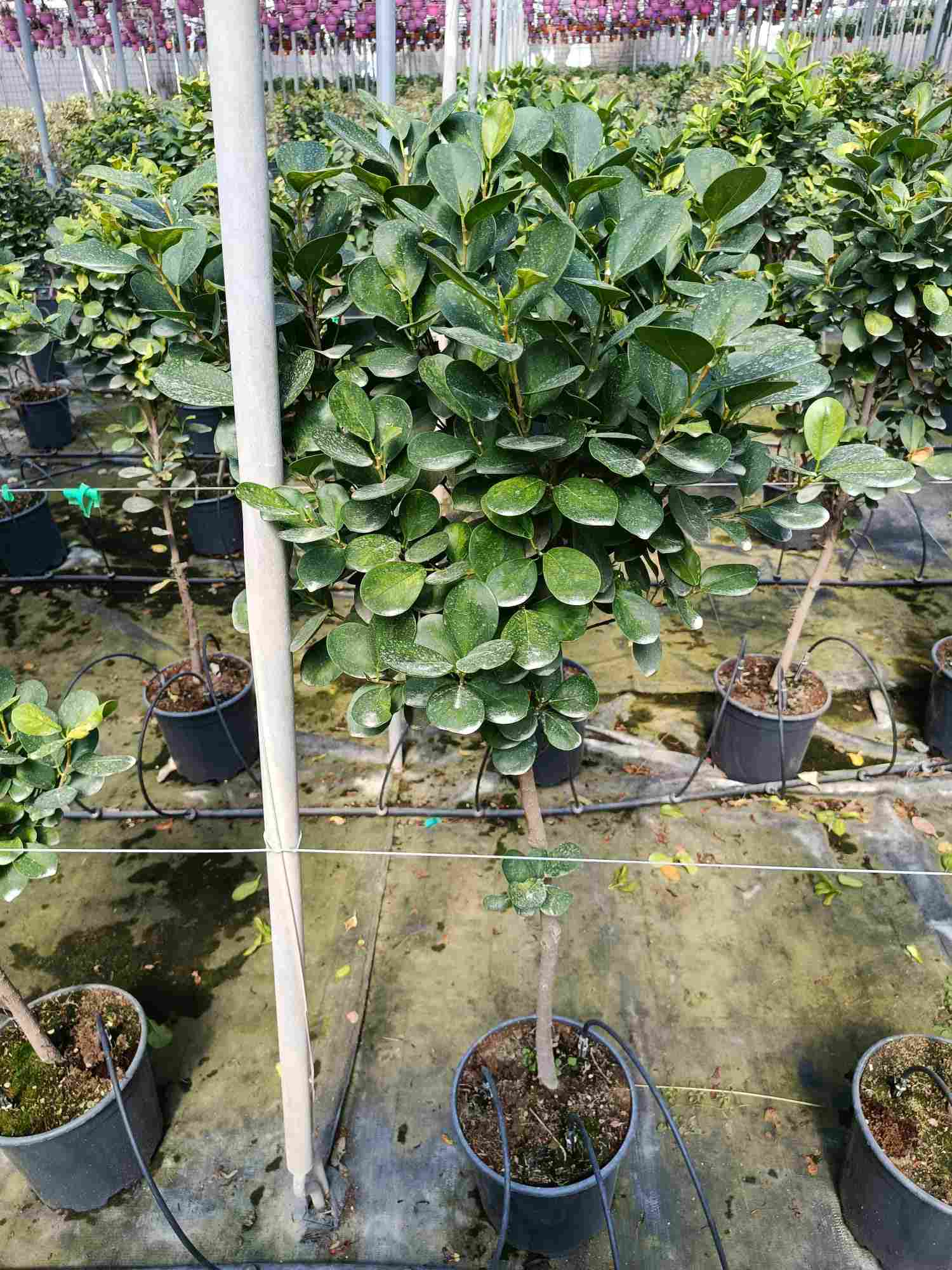 FICUS MARINMA C 22 TRONCO RECTO