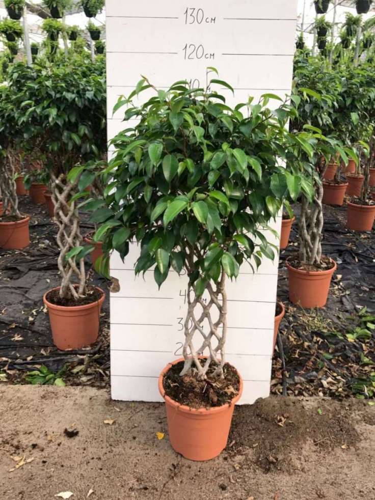 FICUS BENJAMINA ESPALDERA C 25 1.10 M