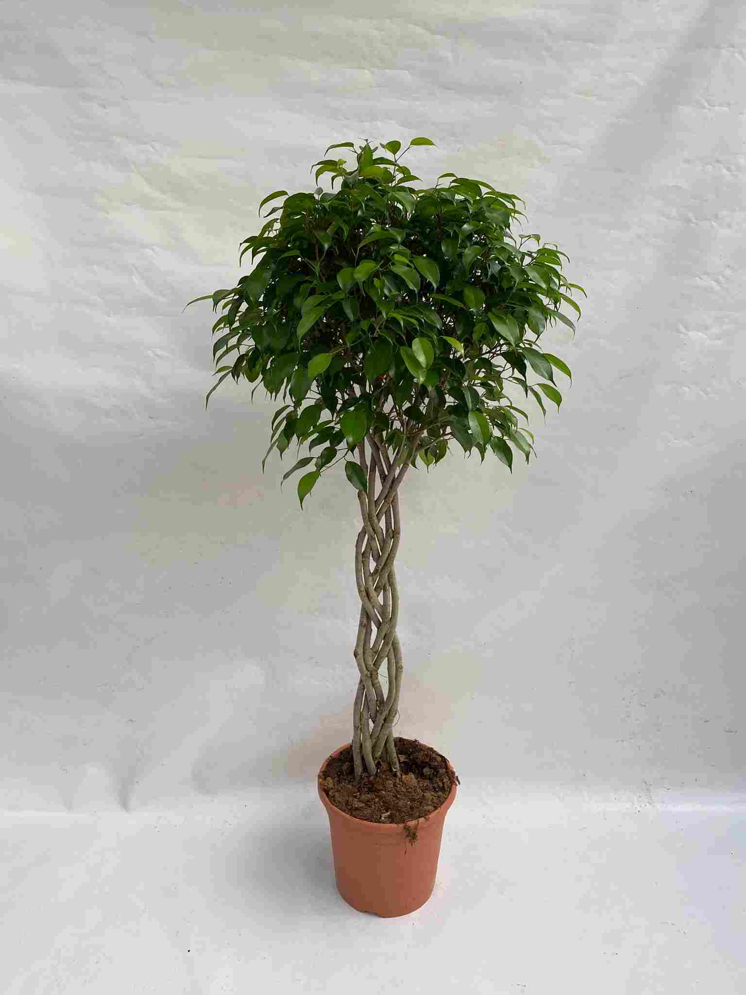 FICUS BENJAMINA TRENZA PLANA C 30 1.50 M