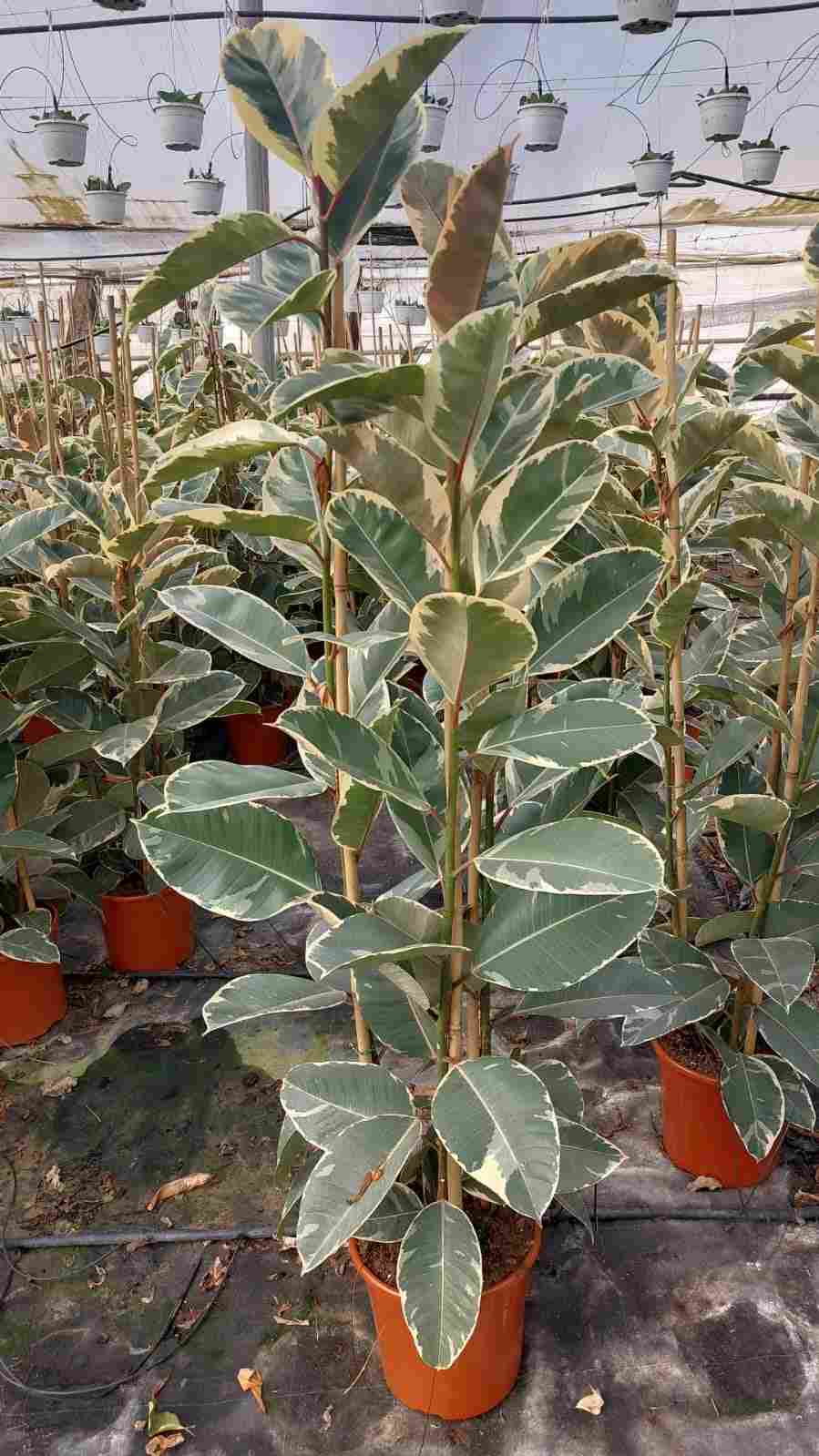 FICUS TINEKE C 25 1.50 M 2 CAÑAS