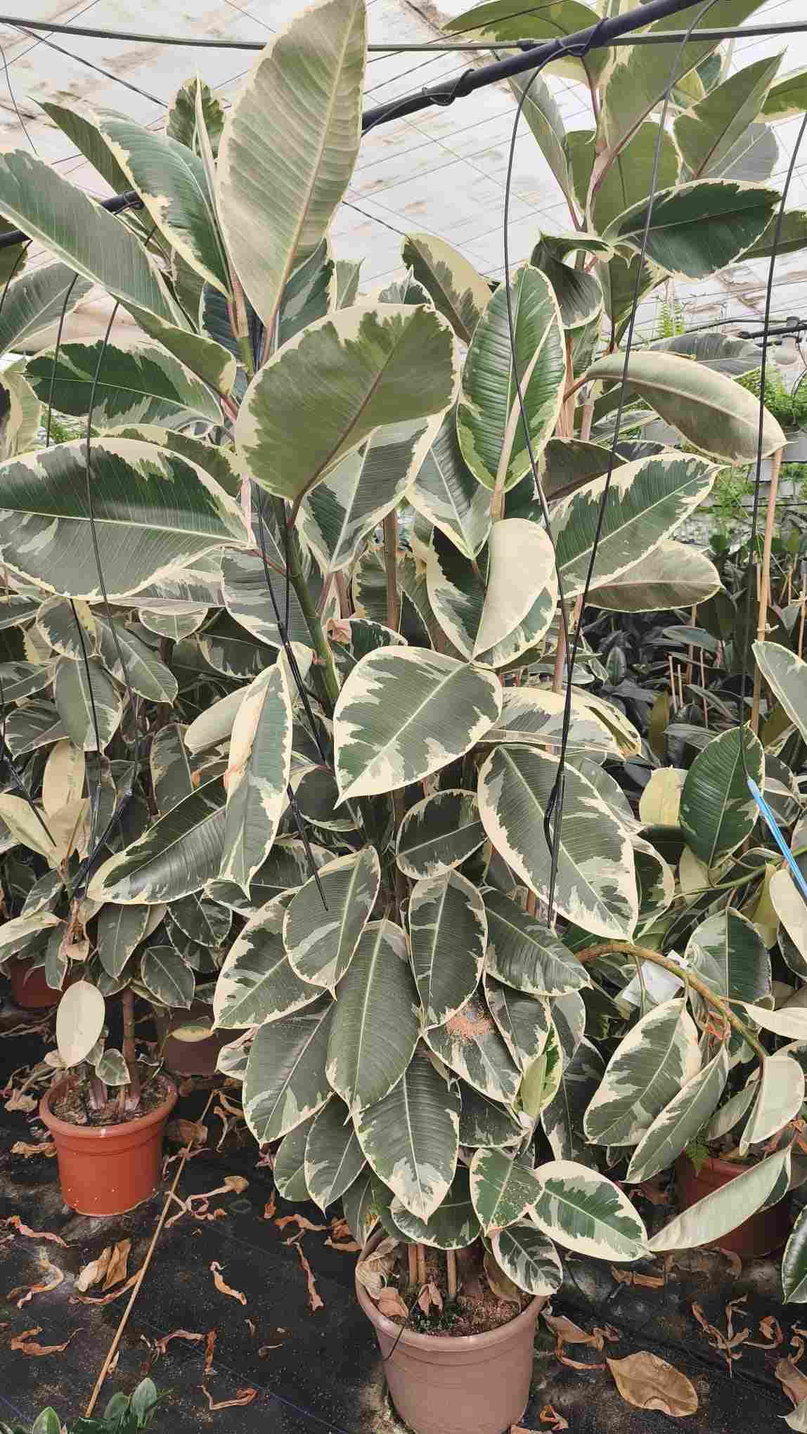 FICUS TINEKE C 40 2.10 M 3 CAÑAS