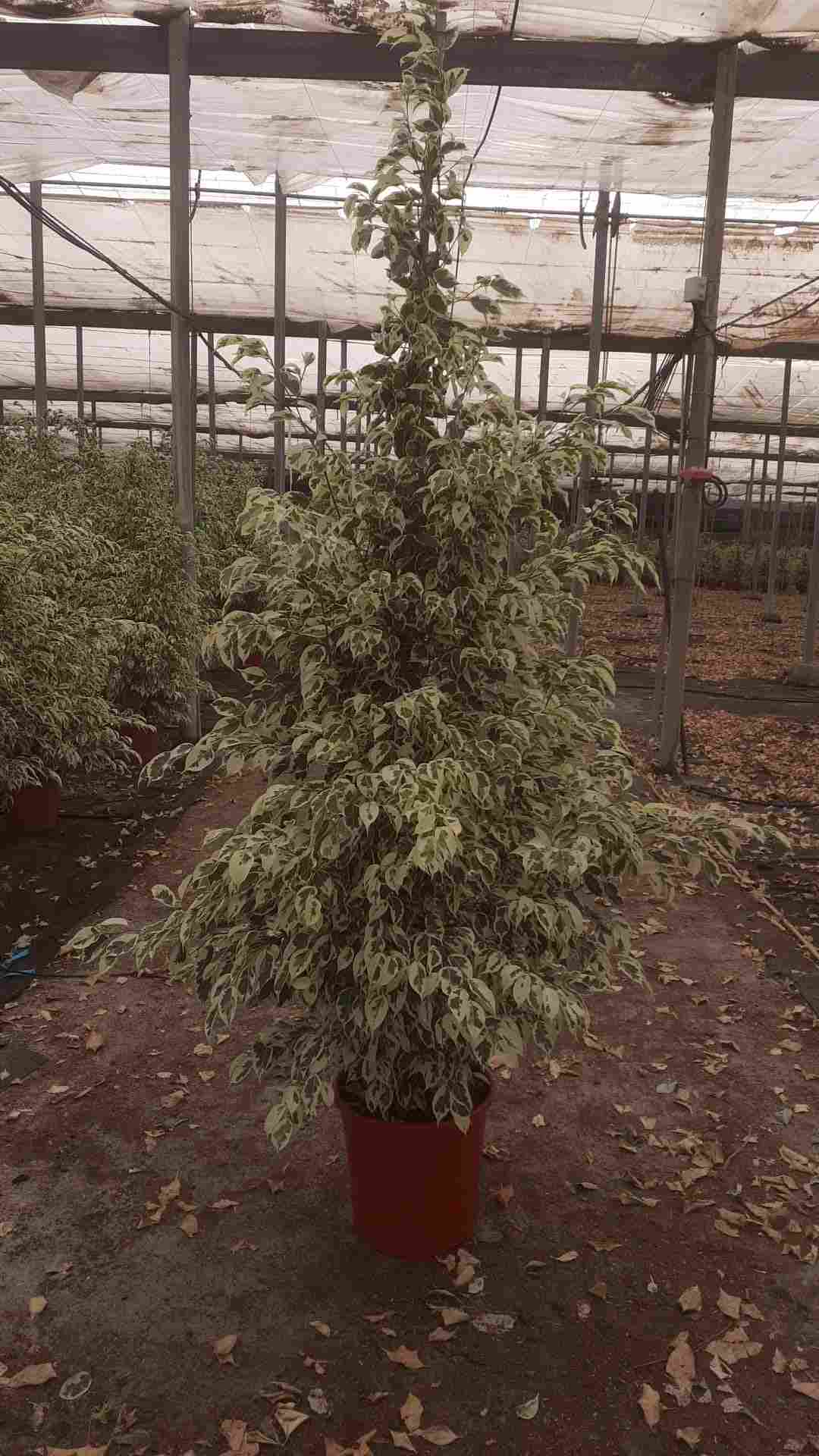 FICUS TWILIGHT C 27 1.80 M