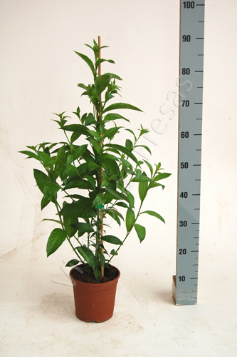 GALAN DE NOCHE C 17 CAÑA 0,90 M