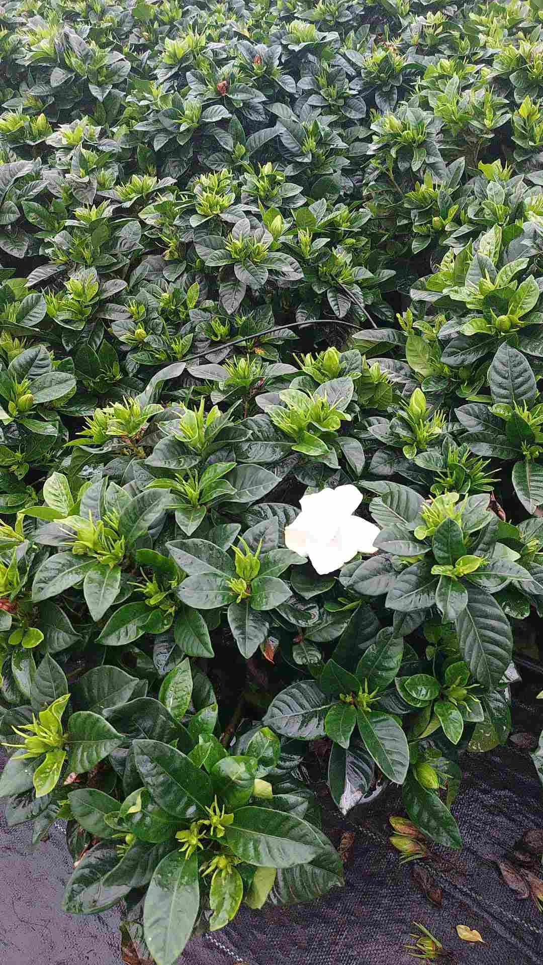 GARDENIA JASMINOIDE C 20 ARBUSTIVA