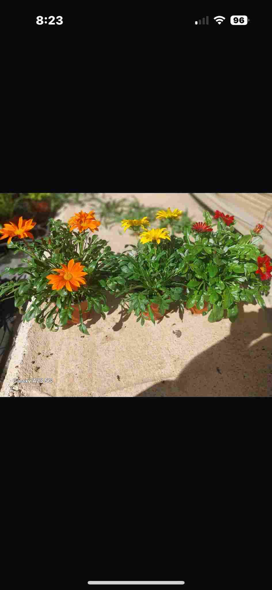 GAZANIAS C 13 MIX