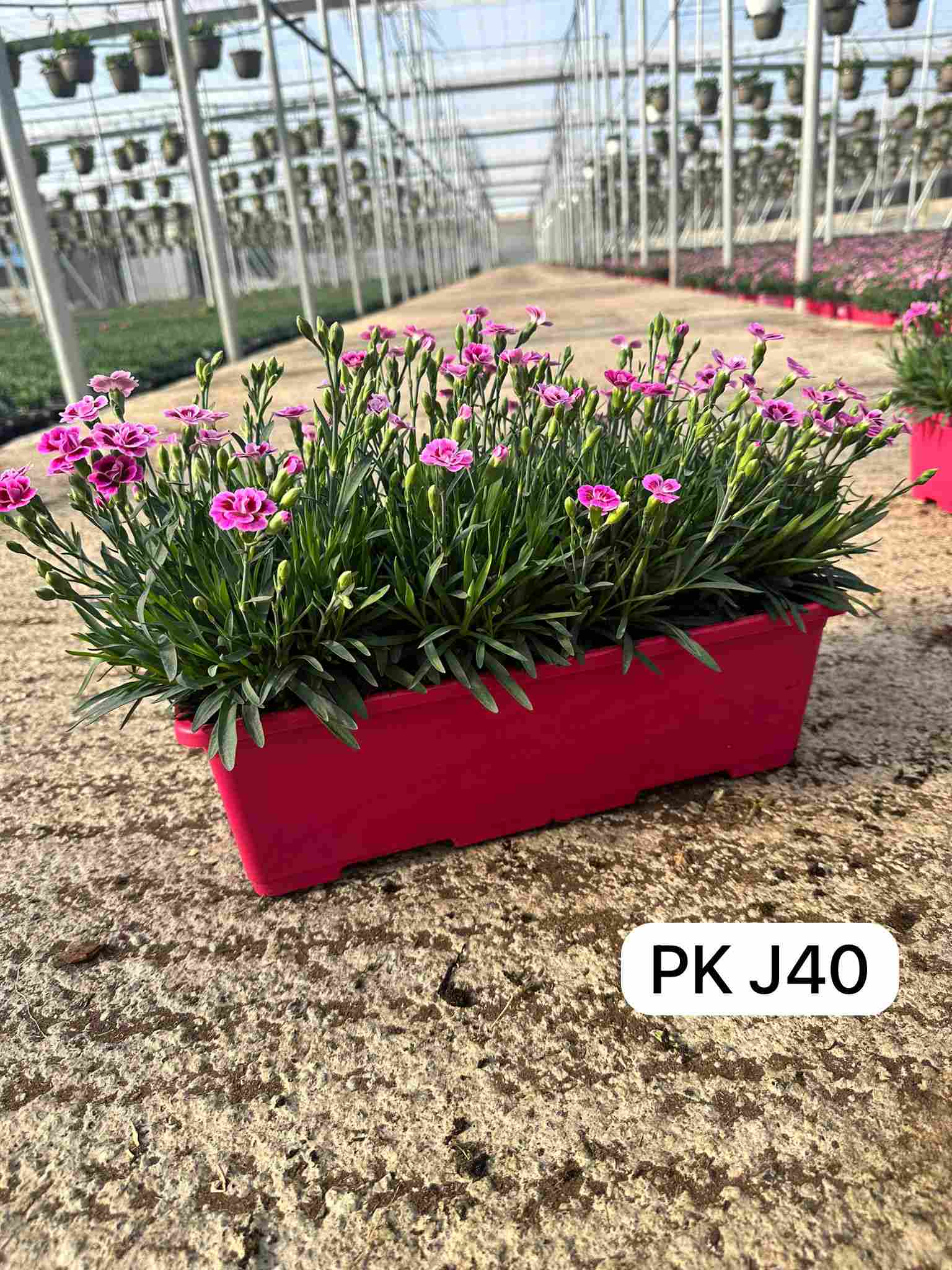 DIANTHUS PINK KISS JARDINERA 40 CM