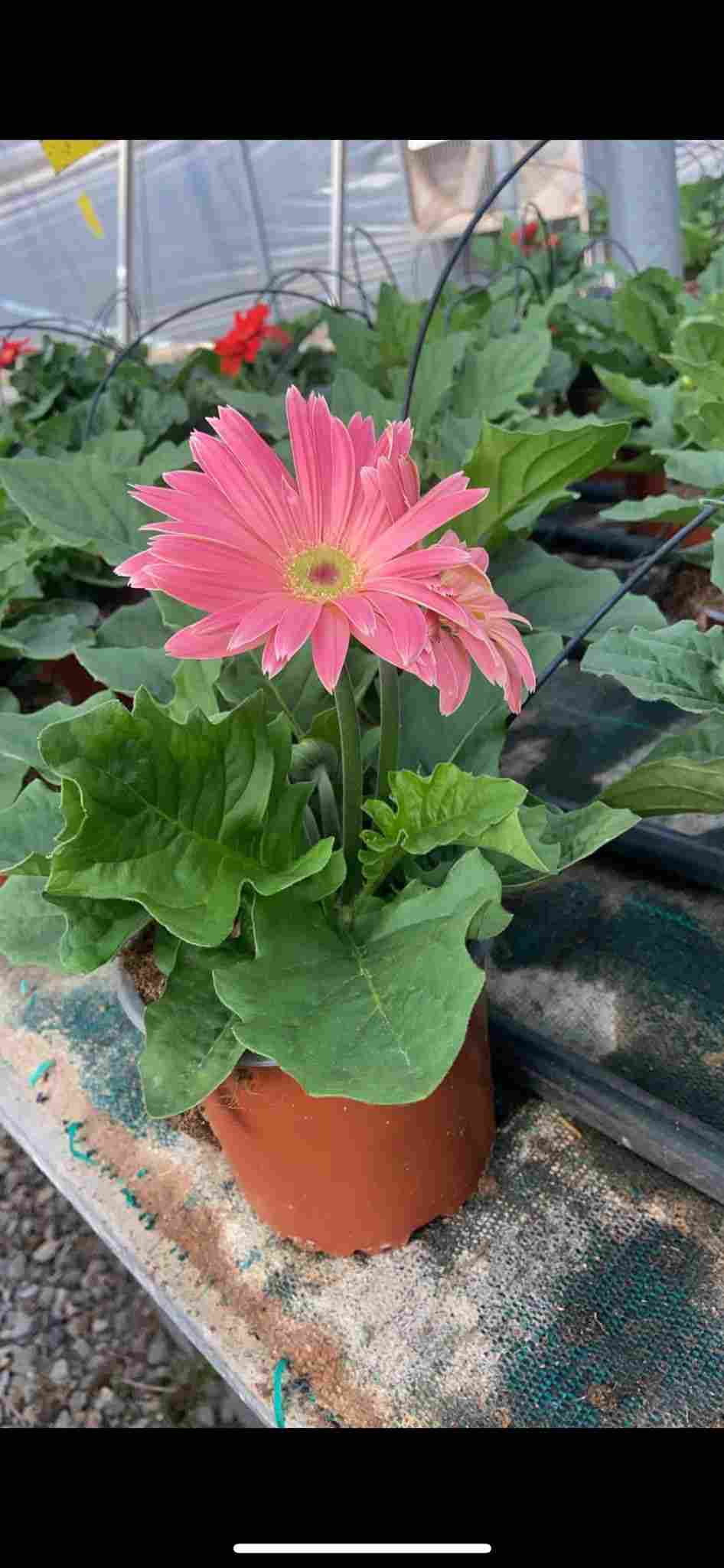 GERBERA C 13