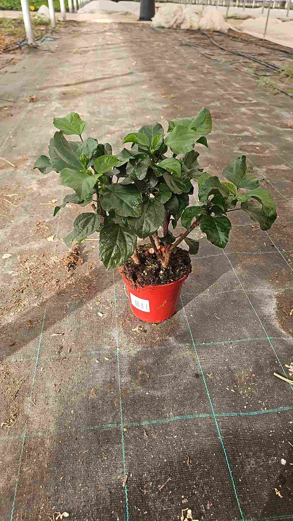 HIBISCUS C 14 A1