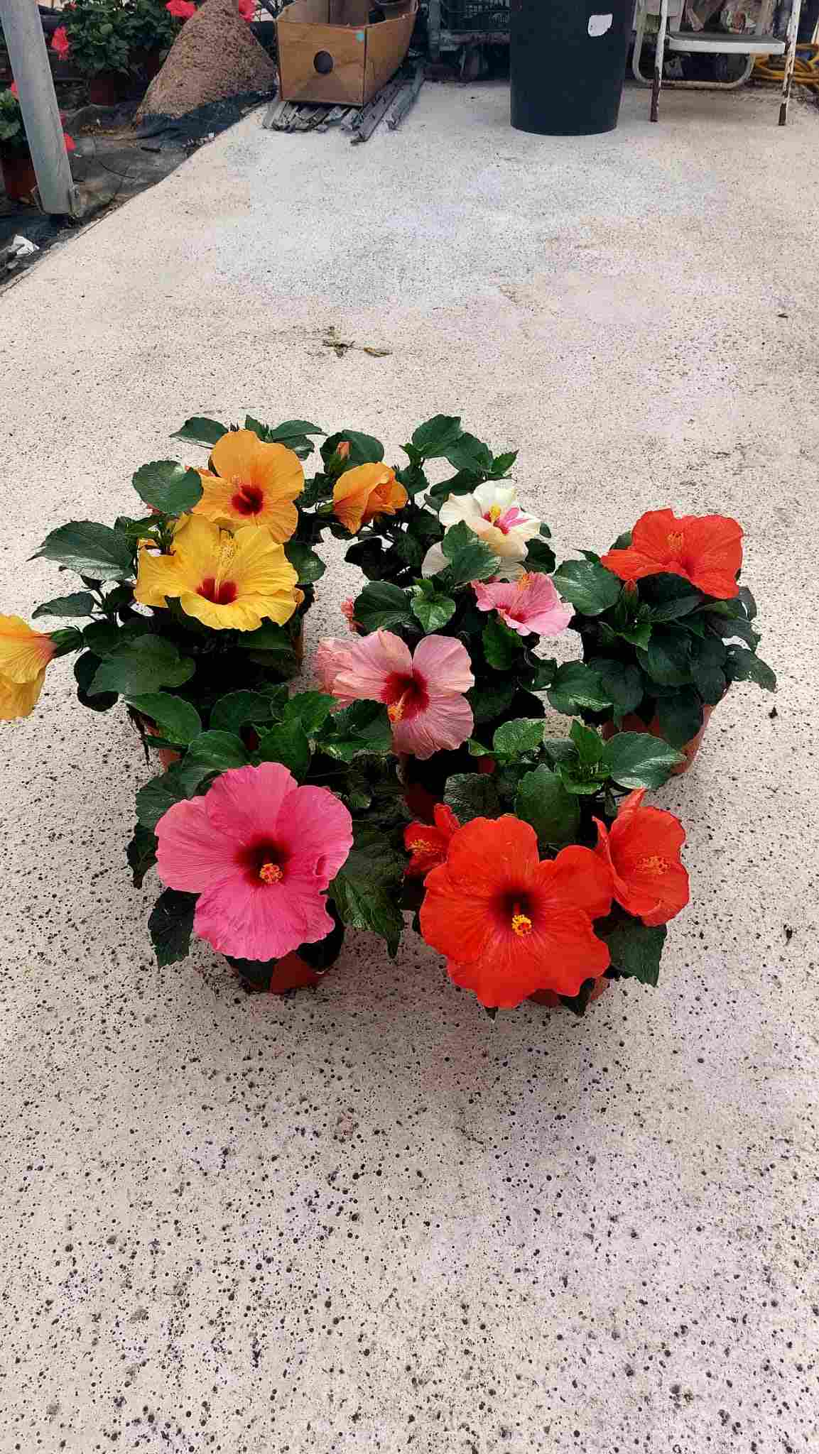 HIBISCUS C 14 ARBUSTIVO