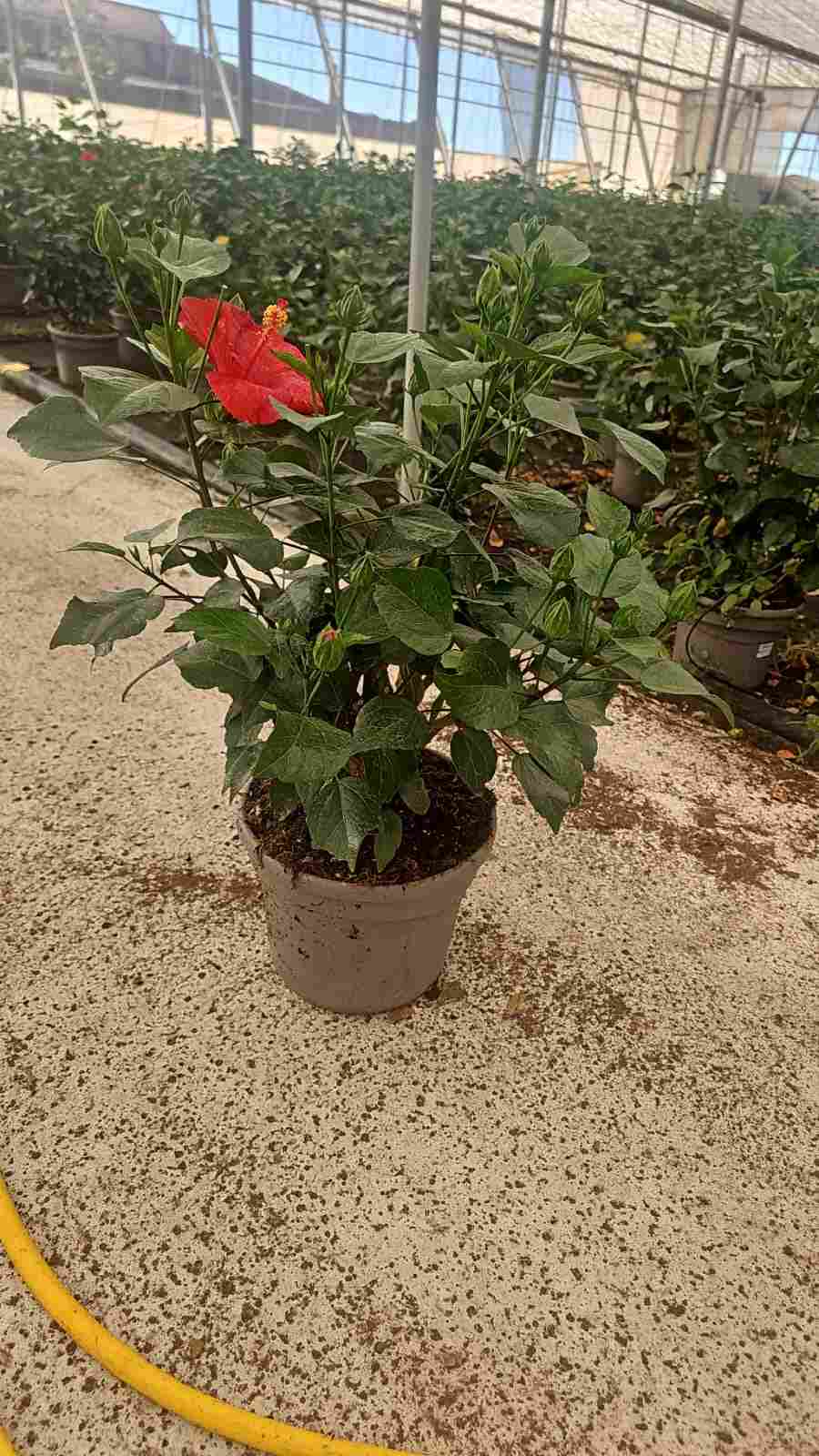 HIBISCUS COLECCIÓN C 23 FANTASY TST A1