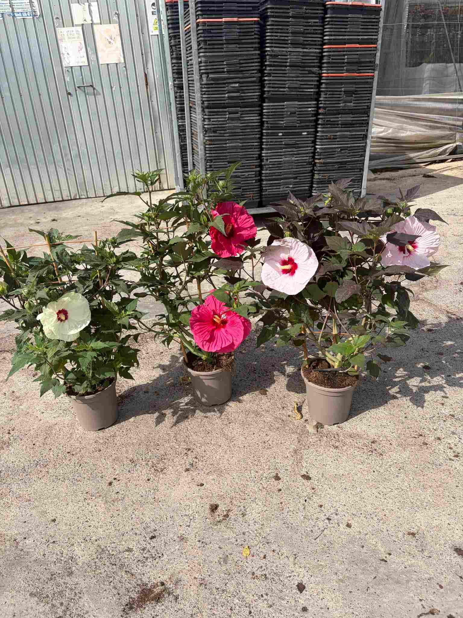 HIBISCUS MOSCHEUTOS C 20 ESPALDERA 90 CM