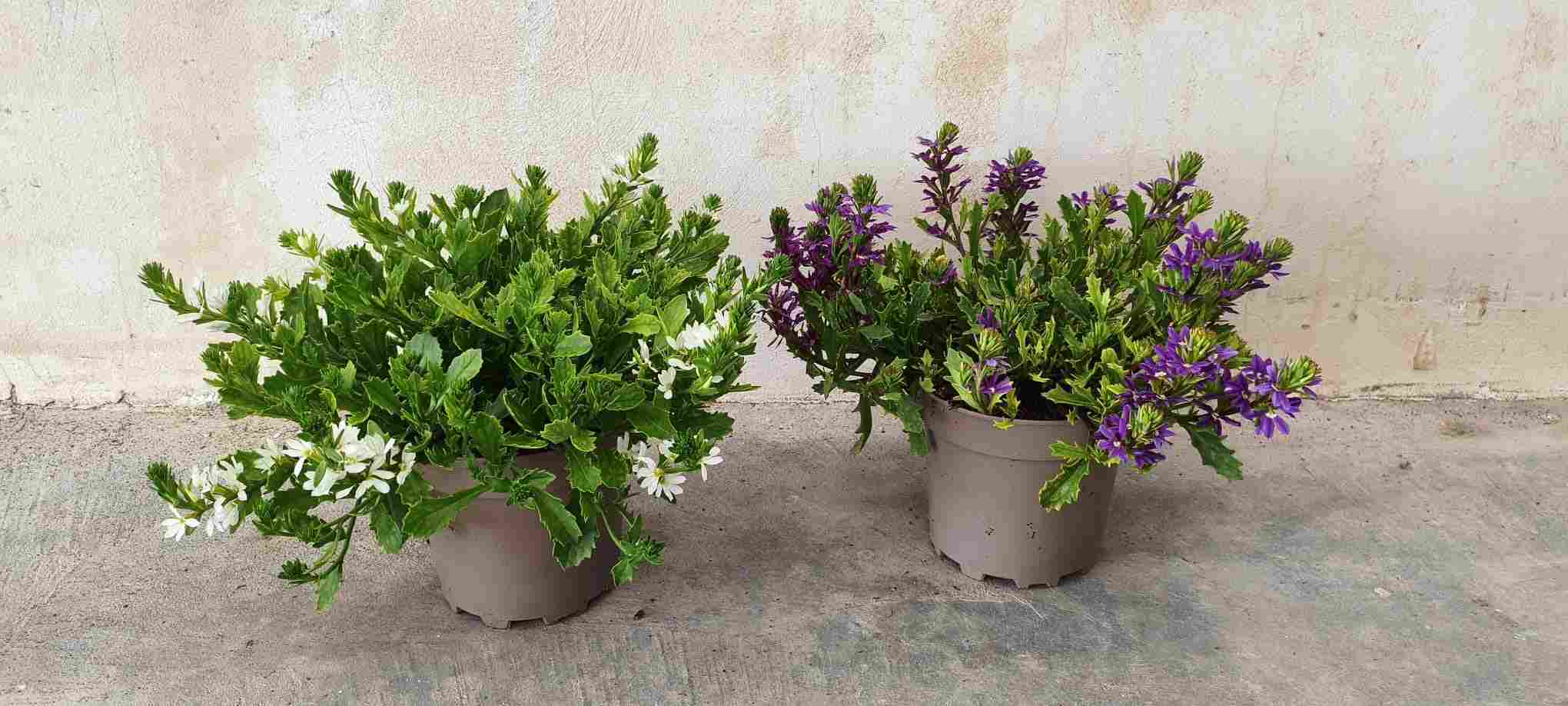 SCAEVOLA C 17 MIX OFERTA