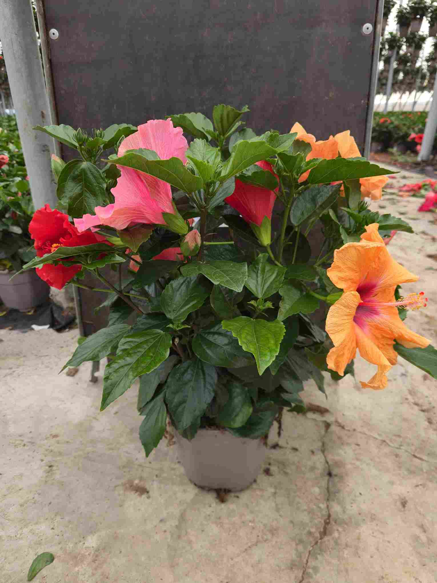 HIBISCUS COLECCION C 19 TRICOLOR