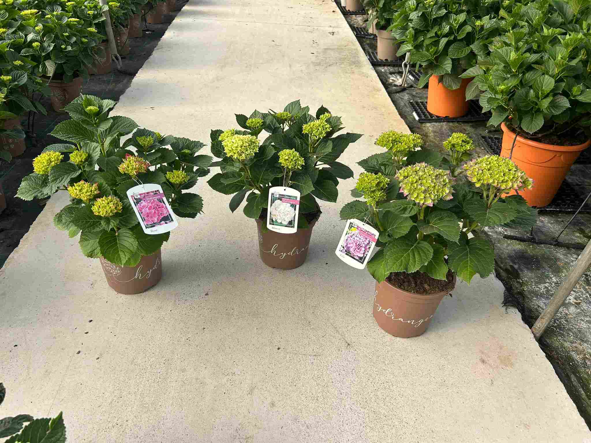 HORTENSIA C 24