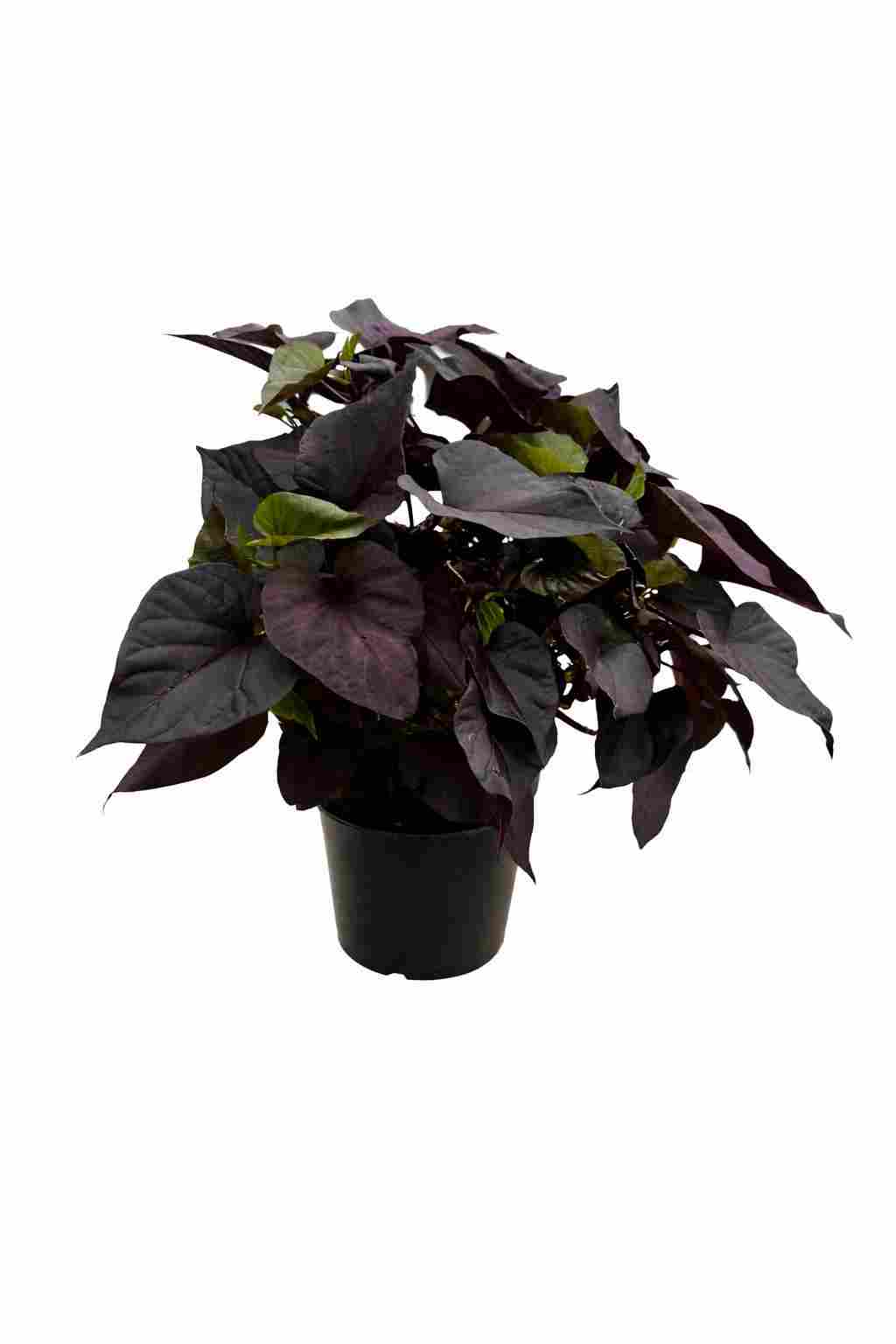 IPOMEA BLACK C 17