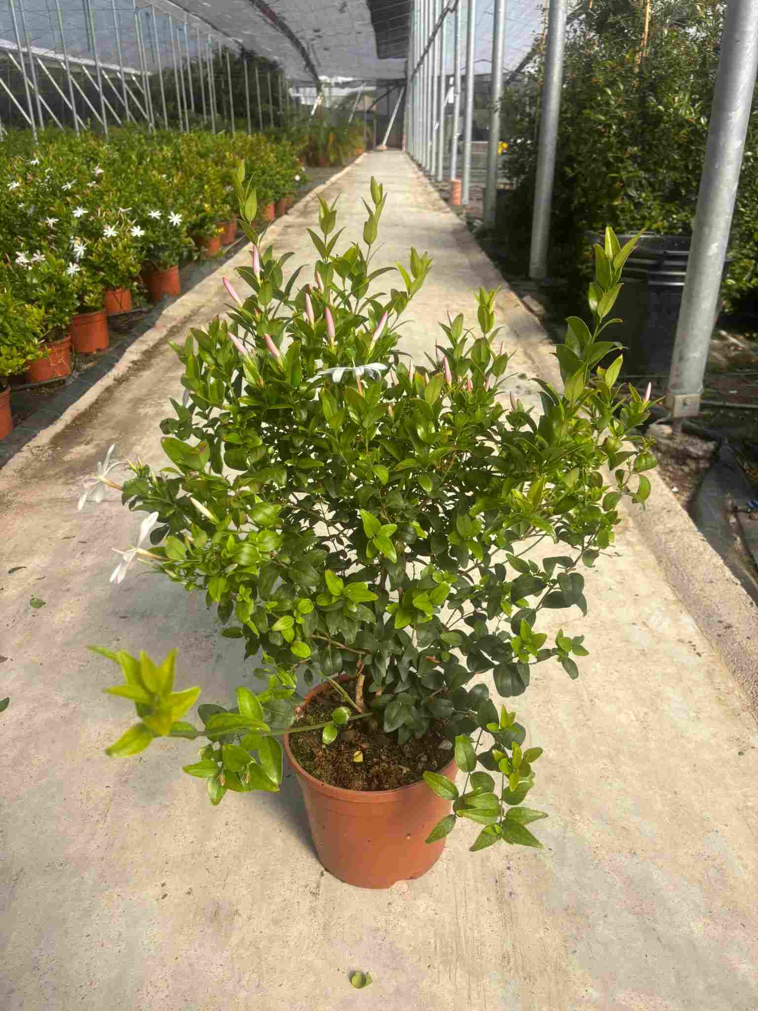 JASMIN MULTIPARTITUM C 20