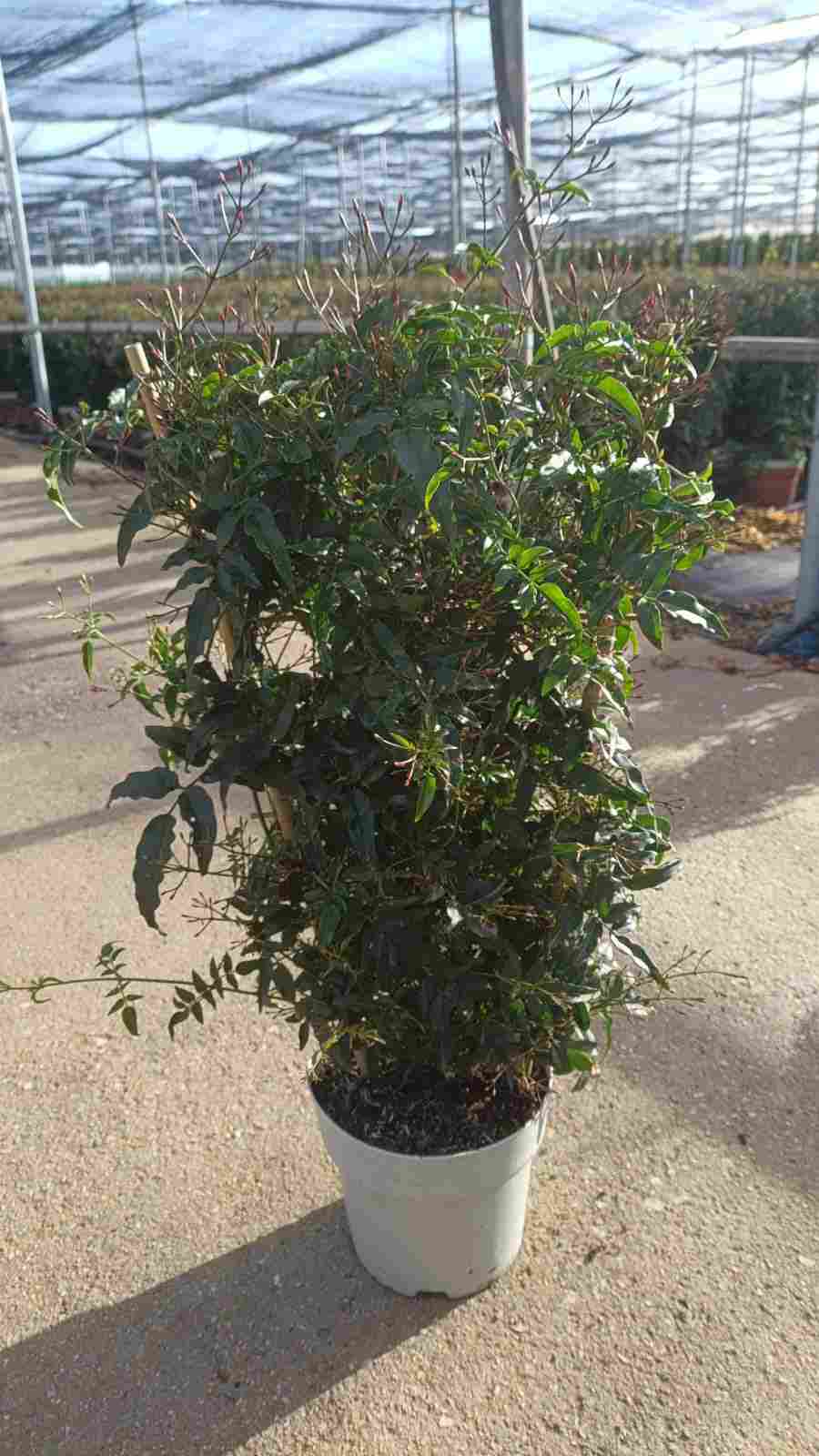JASMIN POLYANTHUM C 17 ESPALDERA 60 CM "P"