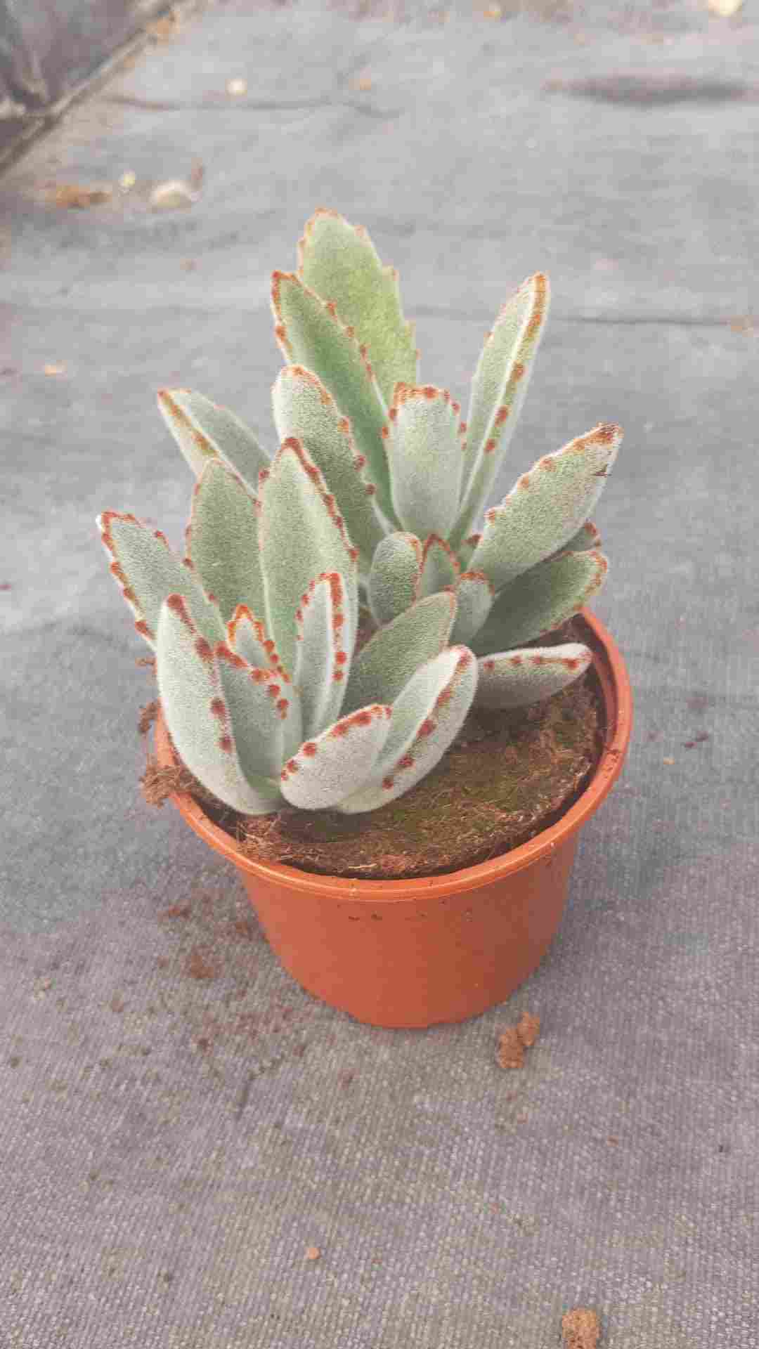 KALANCHOE TOMENTOSA C 11