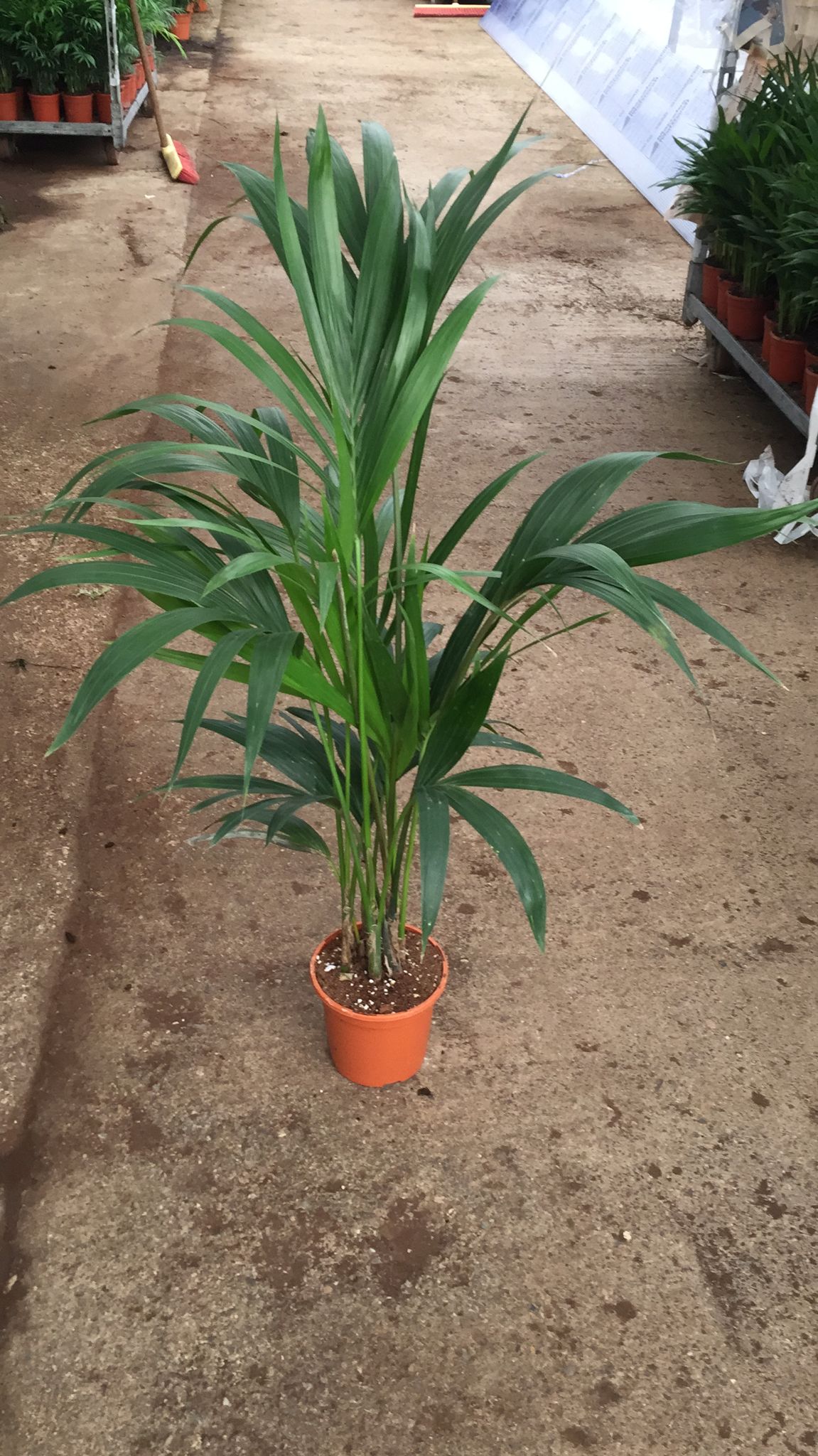 KENTIA C 17 (FOSTERIANA) 5 PLANTAS 1.10 M "C"