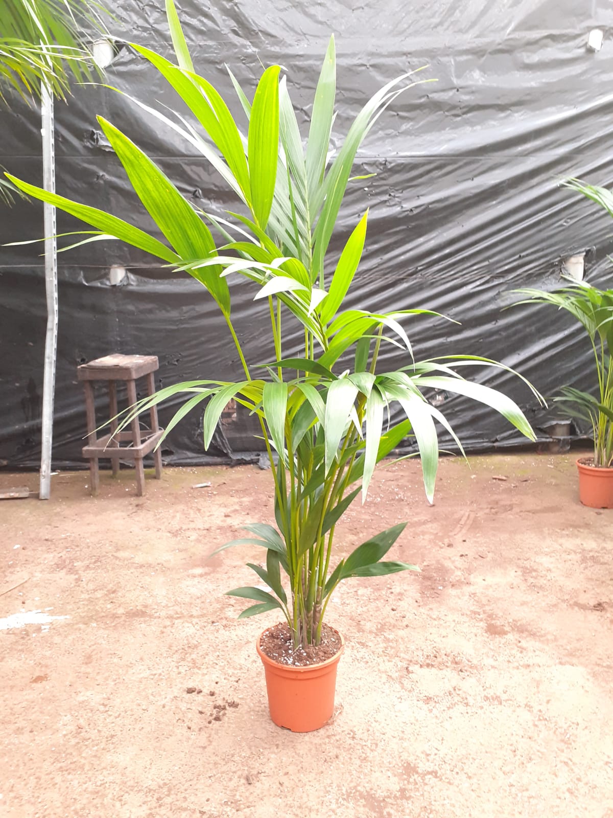 KENTIA C 17 ART PALM