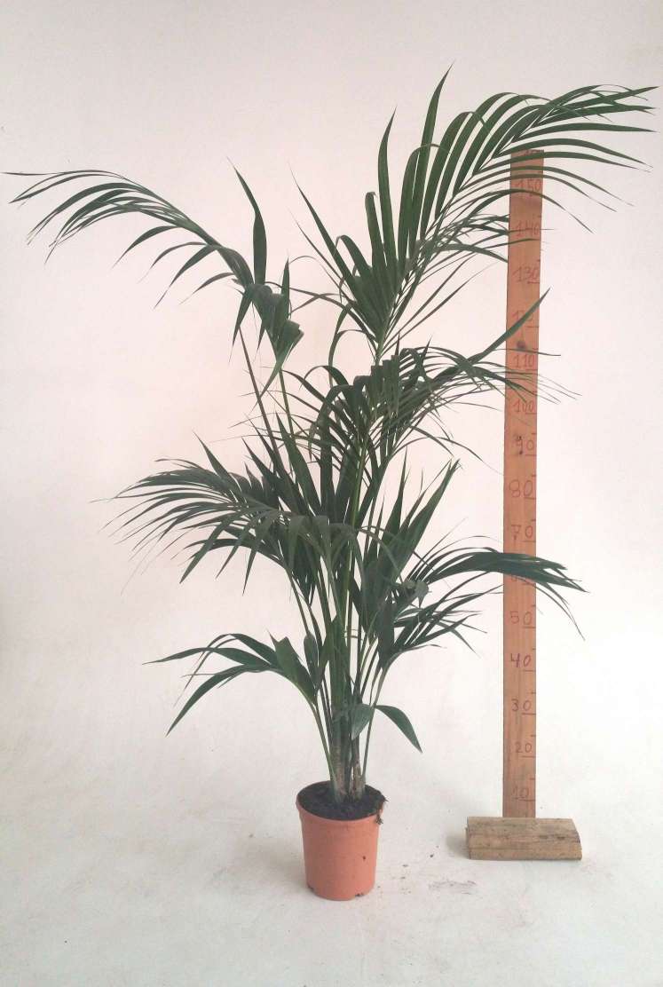 KENTIA C 19 1.50 M 3 PLANTAS (565)