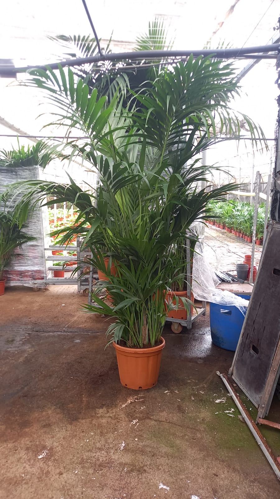 KENTIA C 37 12 PLANTAS 2.50 M "C"