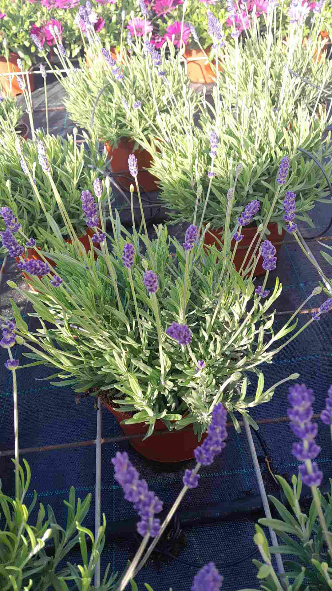 LAVANDA EARLY BLUE C 17