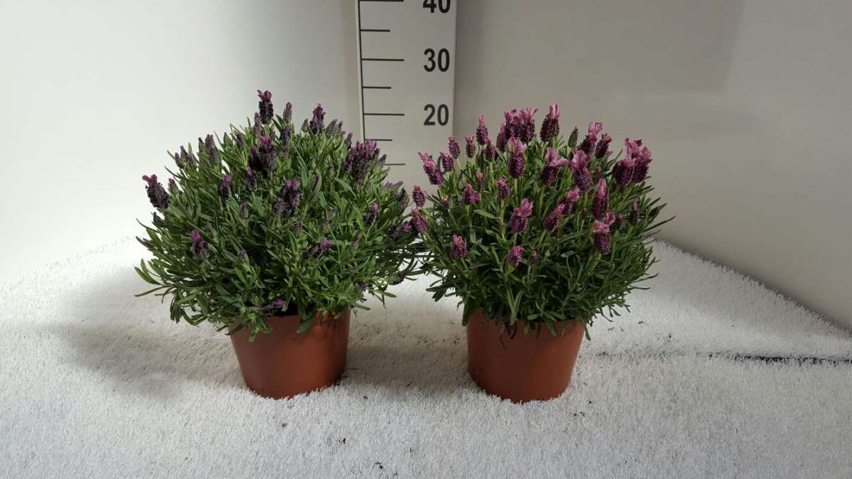 LAVANDA STOECHA C 17