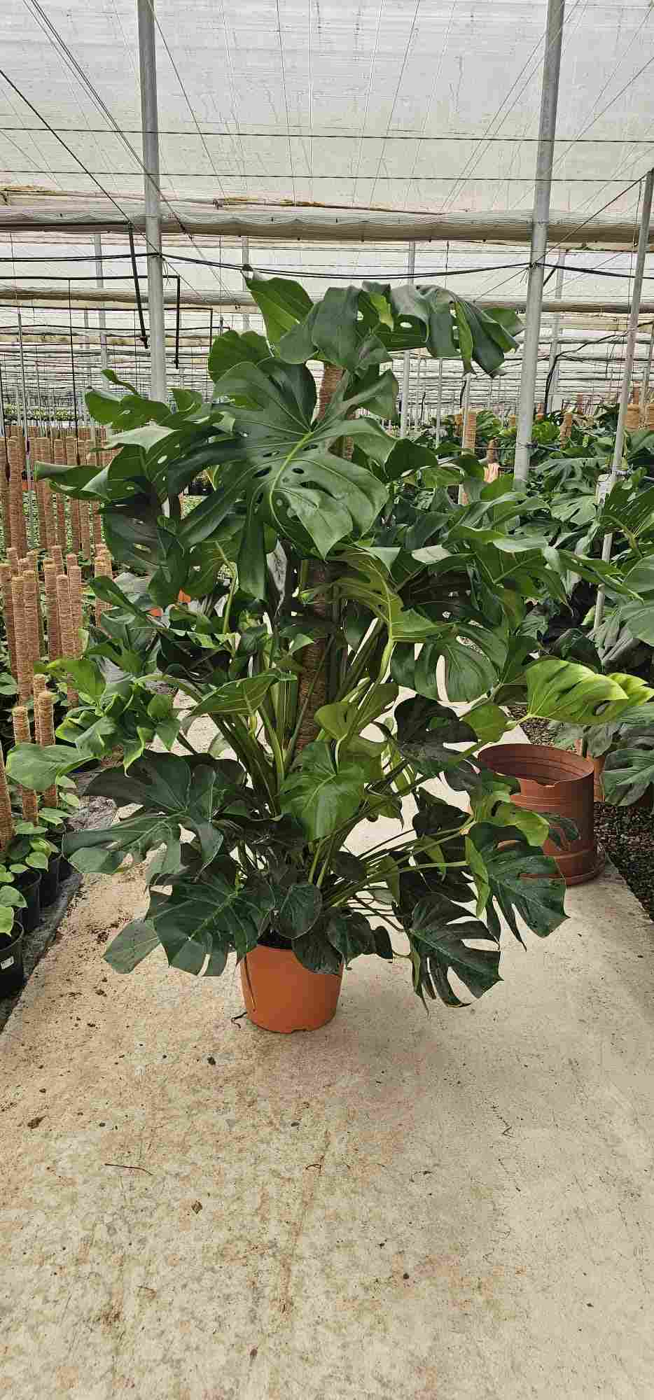 MONSTERA TUTOR C40 1.80 CM