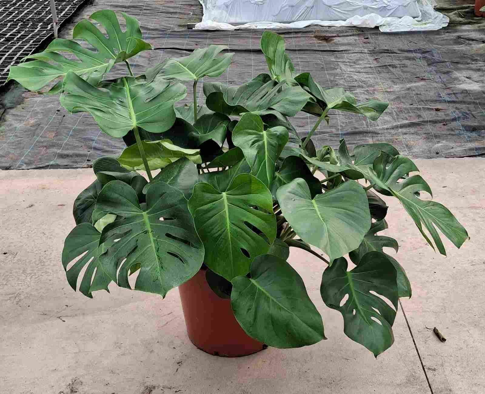 MONSTERA C 35 ARBUSTIVA