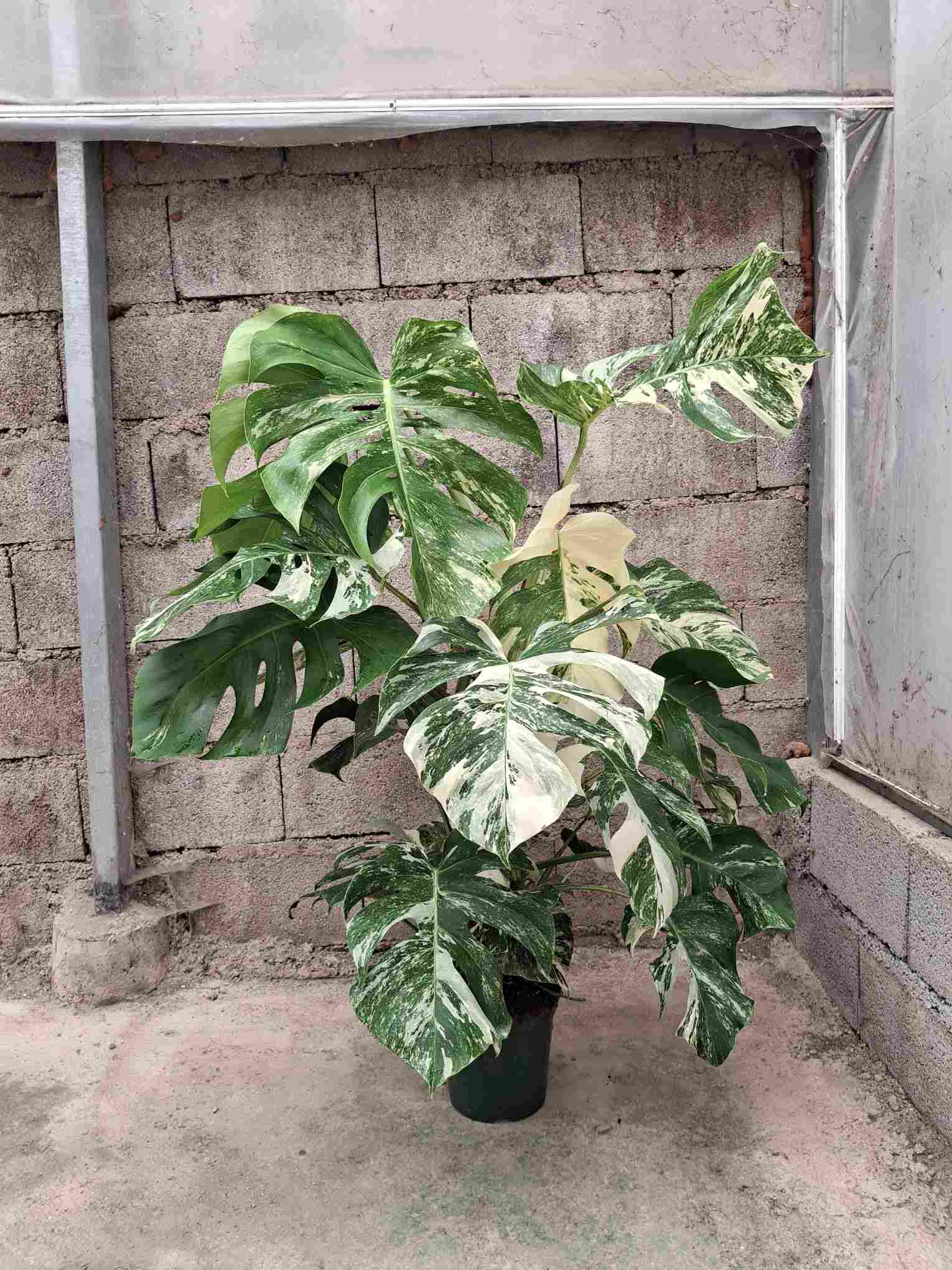 MONSTERA TUTOR VARIEGATA C 20 80 CM