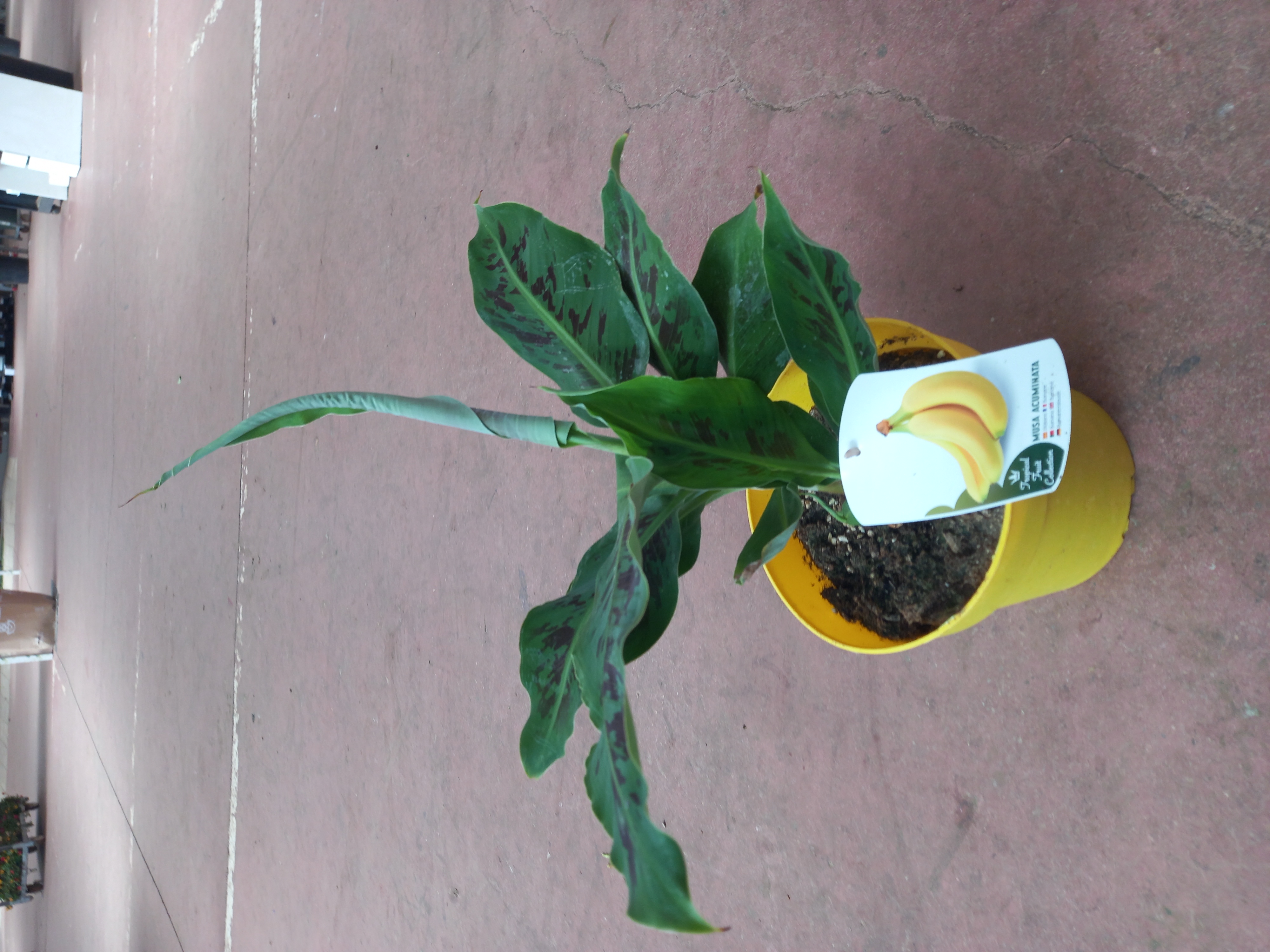 MUSA ACUMINATA (Platano Amarillo) C 22