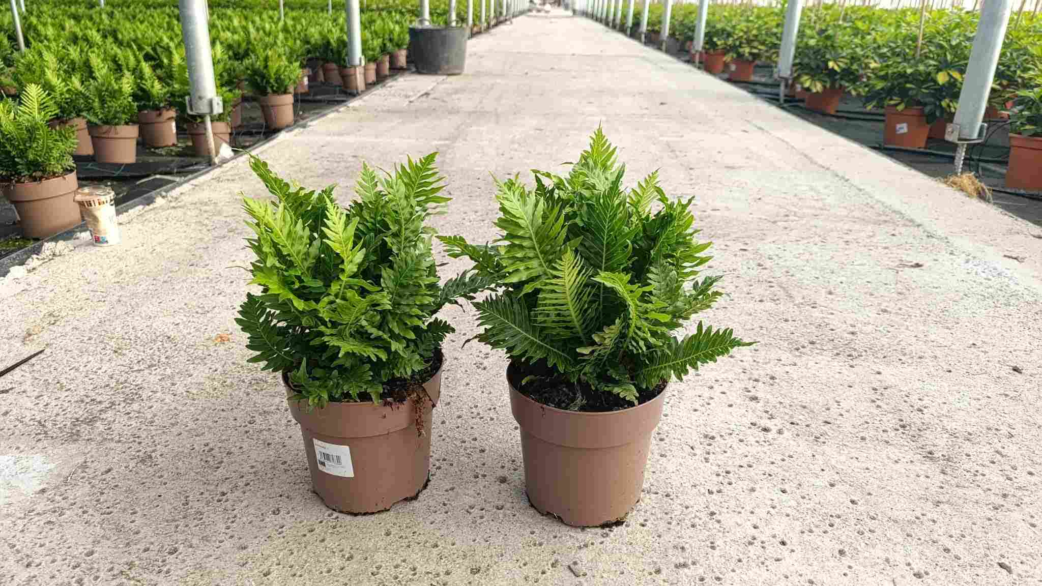 BLECHNUM C 17