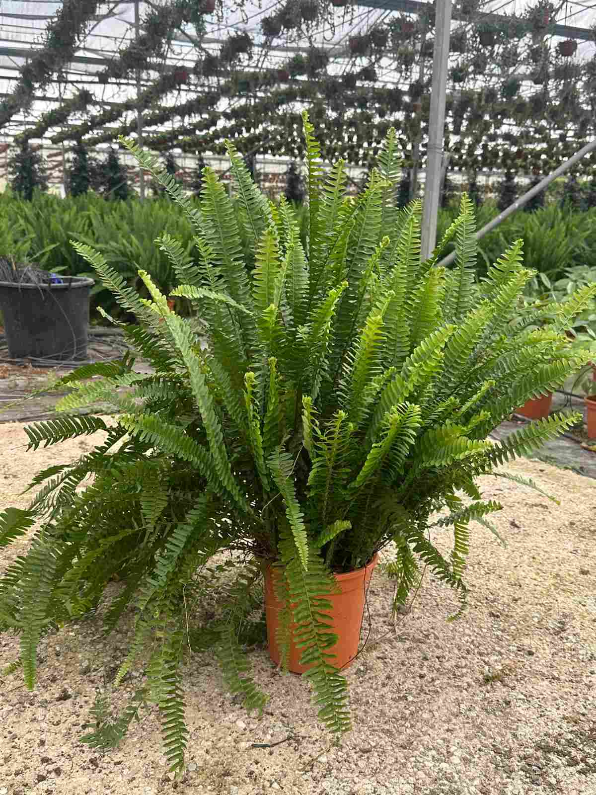 NEPHROLEPIS CORDATA C 20 ARBUSTIVO