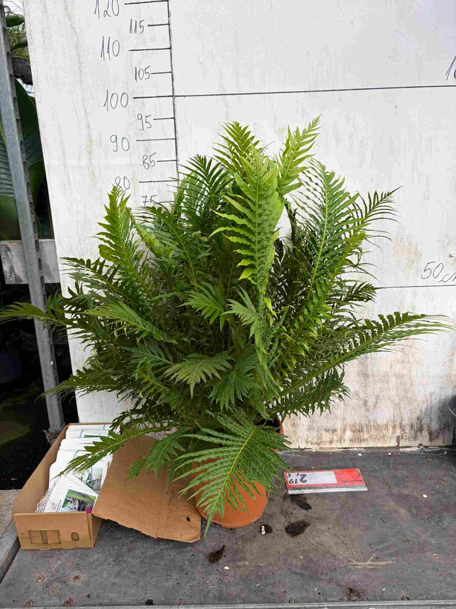 BLECHNUM C 24