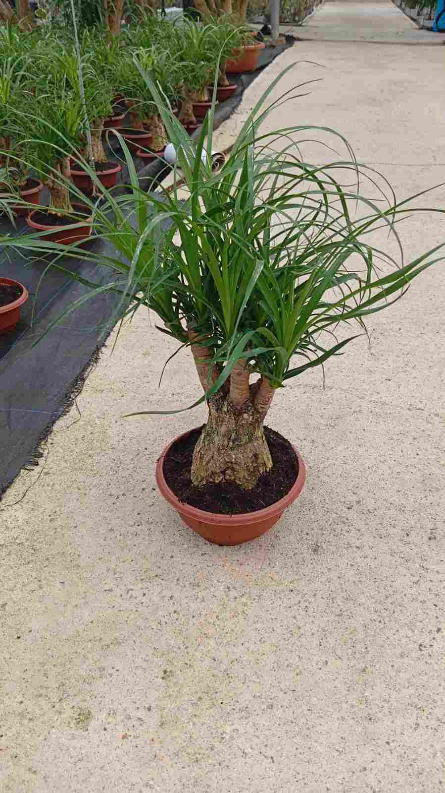 BEAUCARNEA BRANCHE 10" C 20