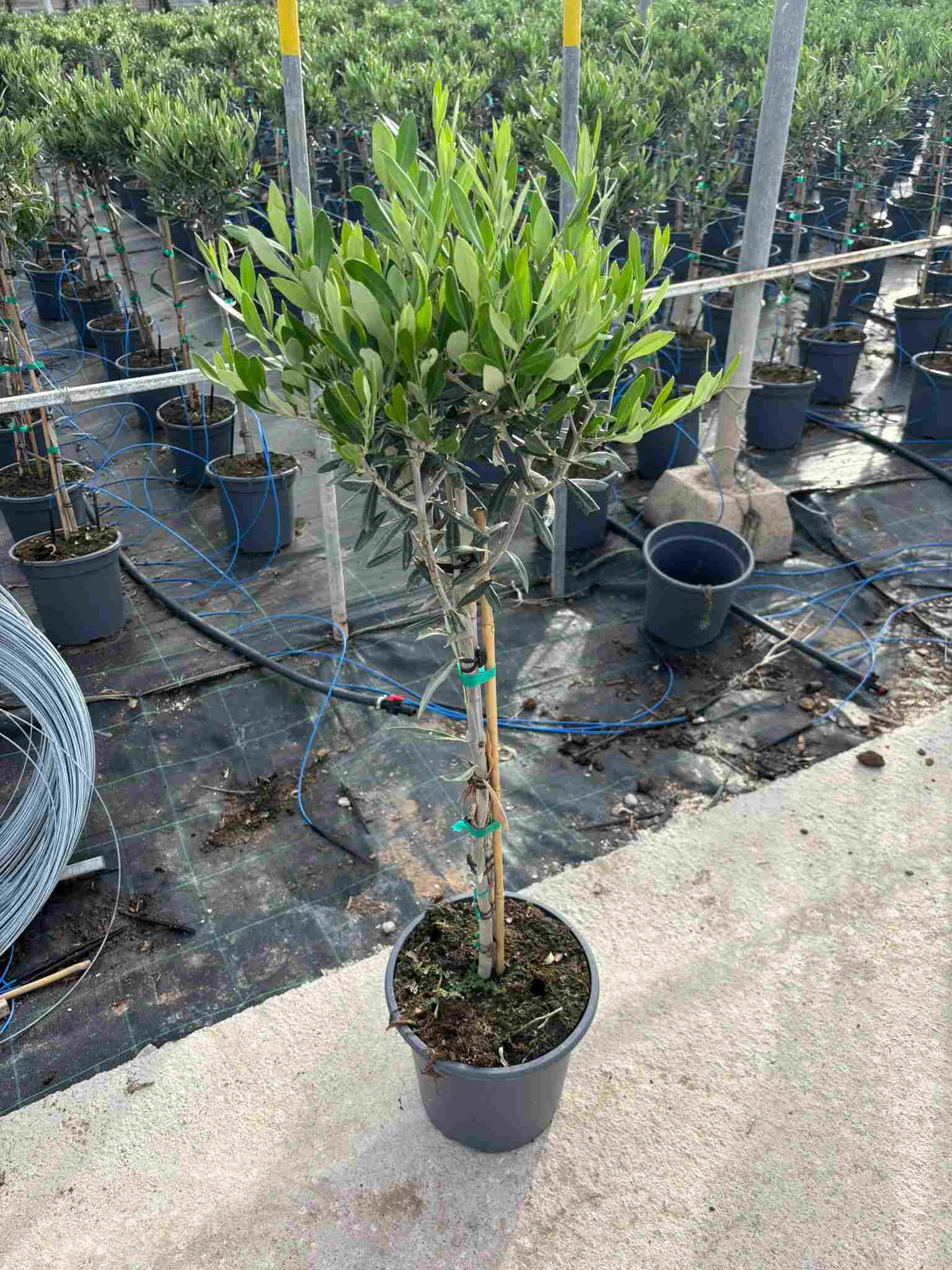 OLIVO COPA C 23 1 M - 1.20 M