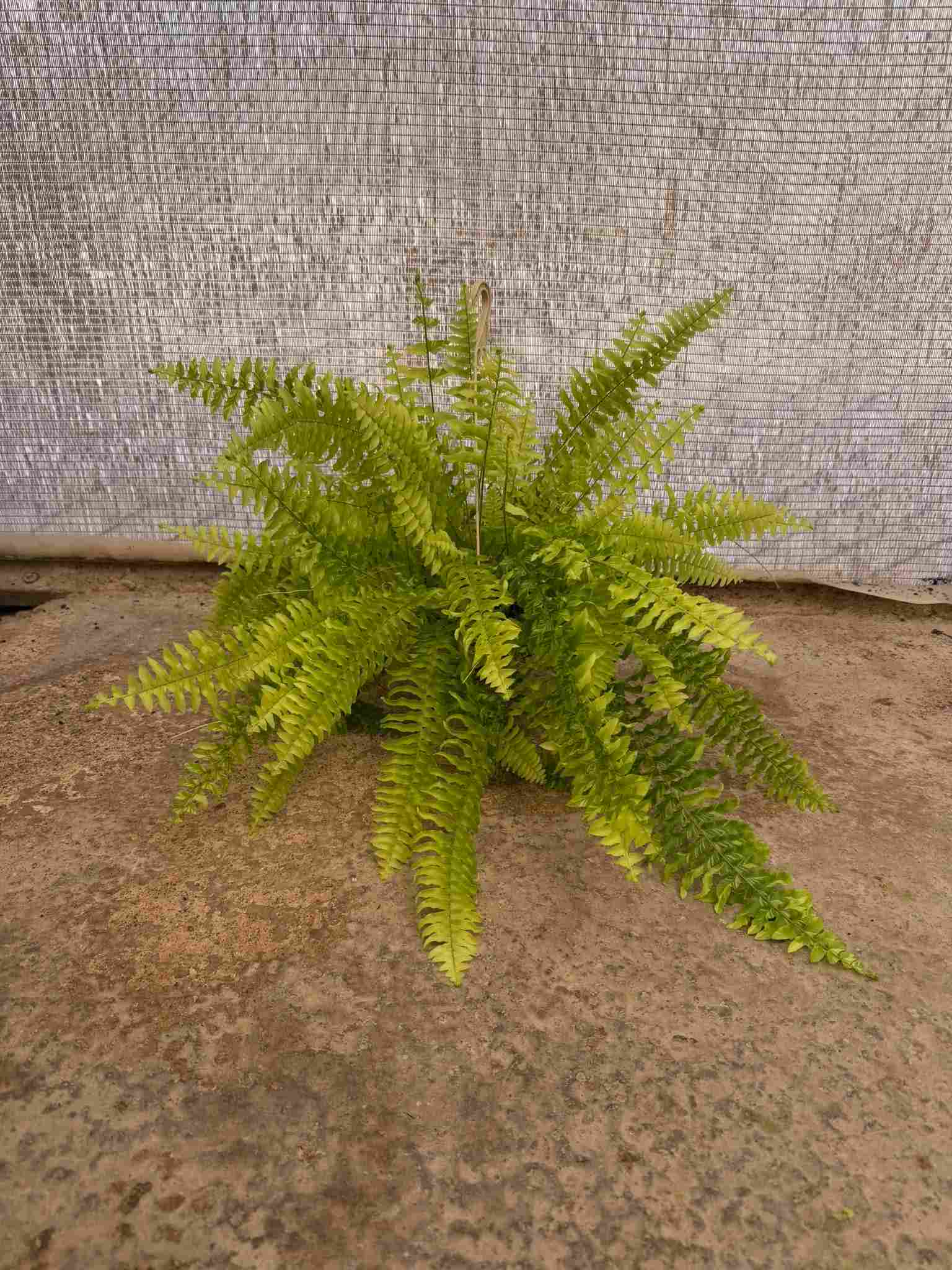 NEPHROLEPIS TIGER C 15