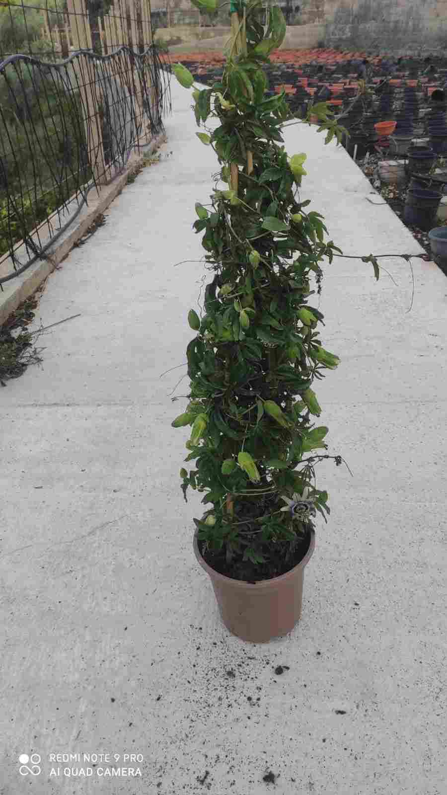 PASSIFLORA C 24 PIRAMDE 1.10 M