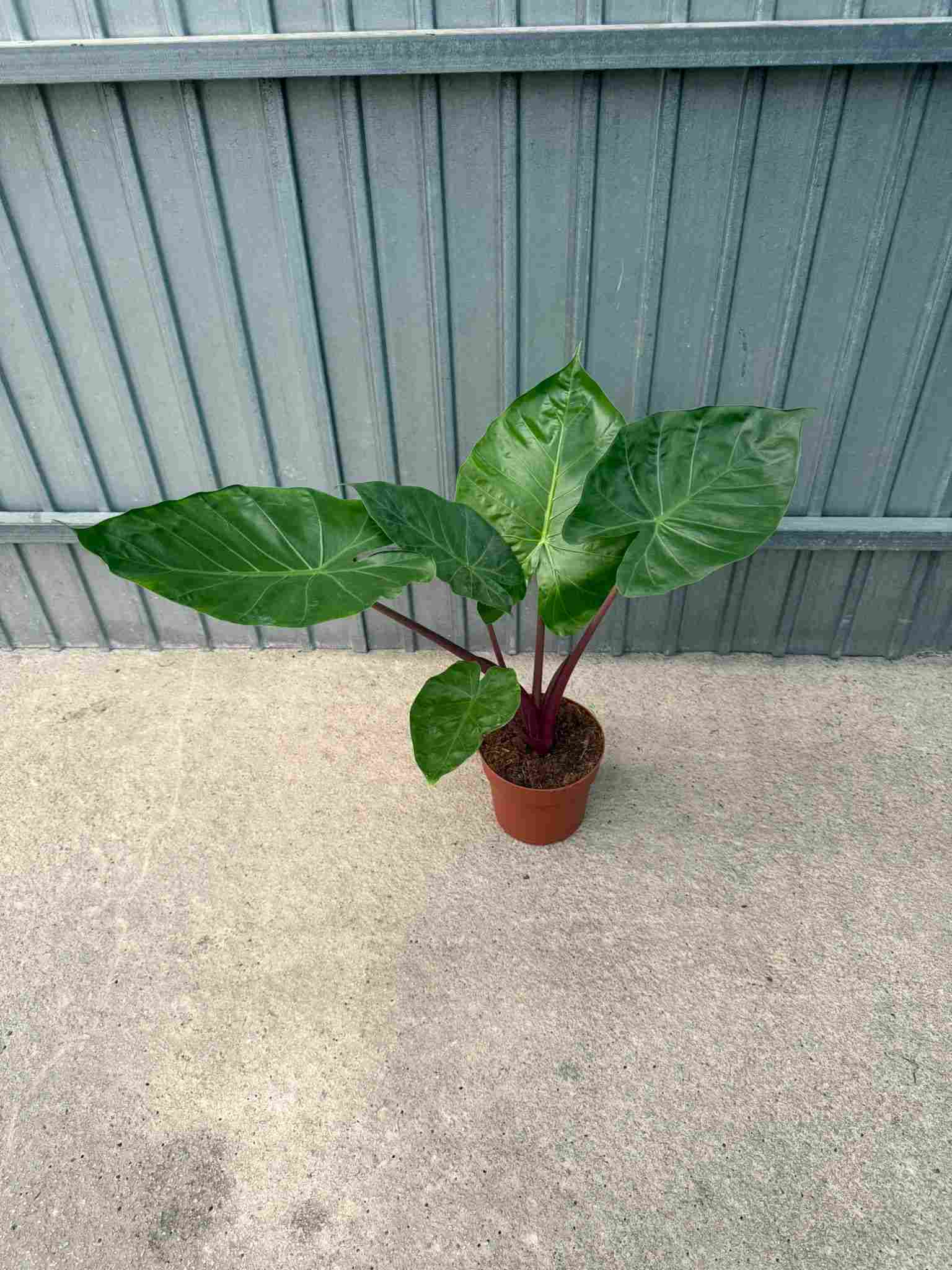 PHILODENDRON IMPERIAL RED C 17