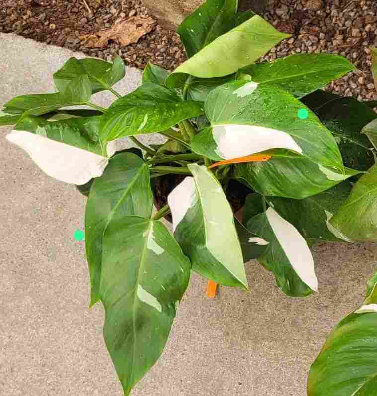 PHILODENDRON WHITE PRINCESS C 17