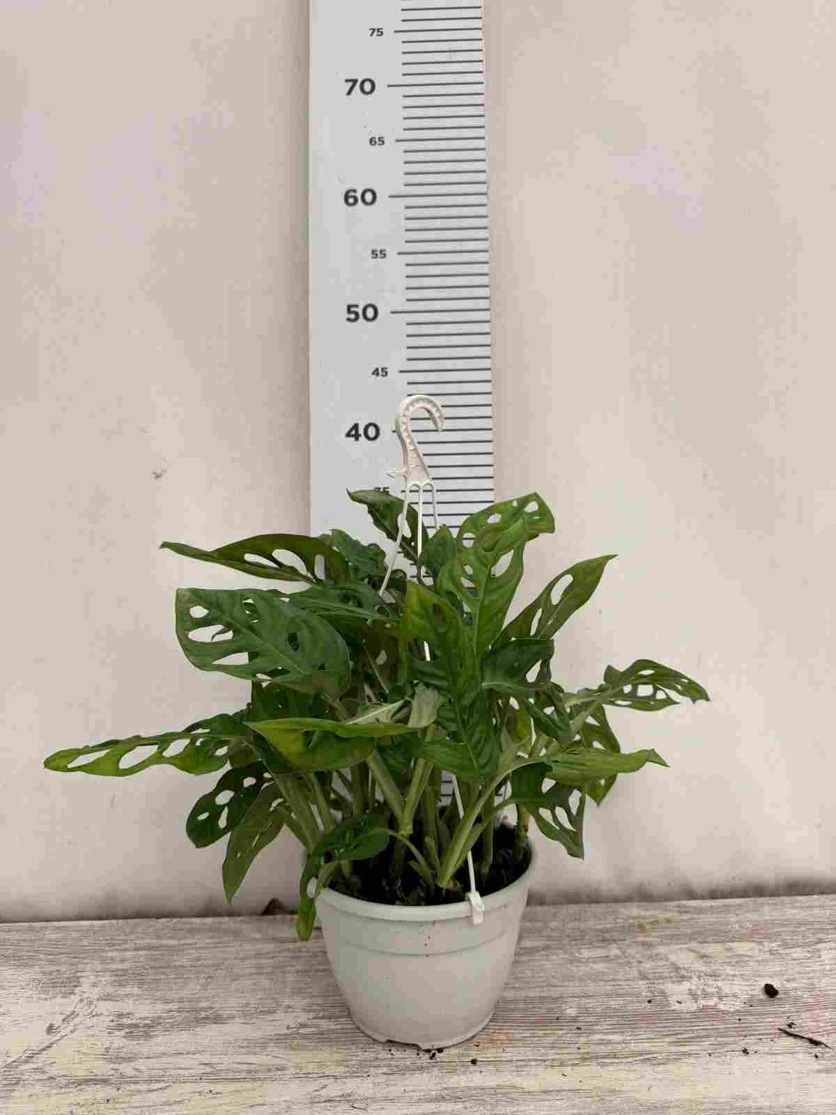 PHILODENDRO ADANSONII C 15 COLGANTE